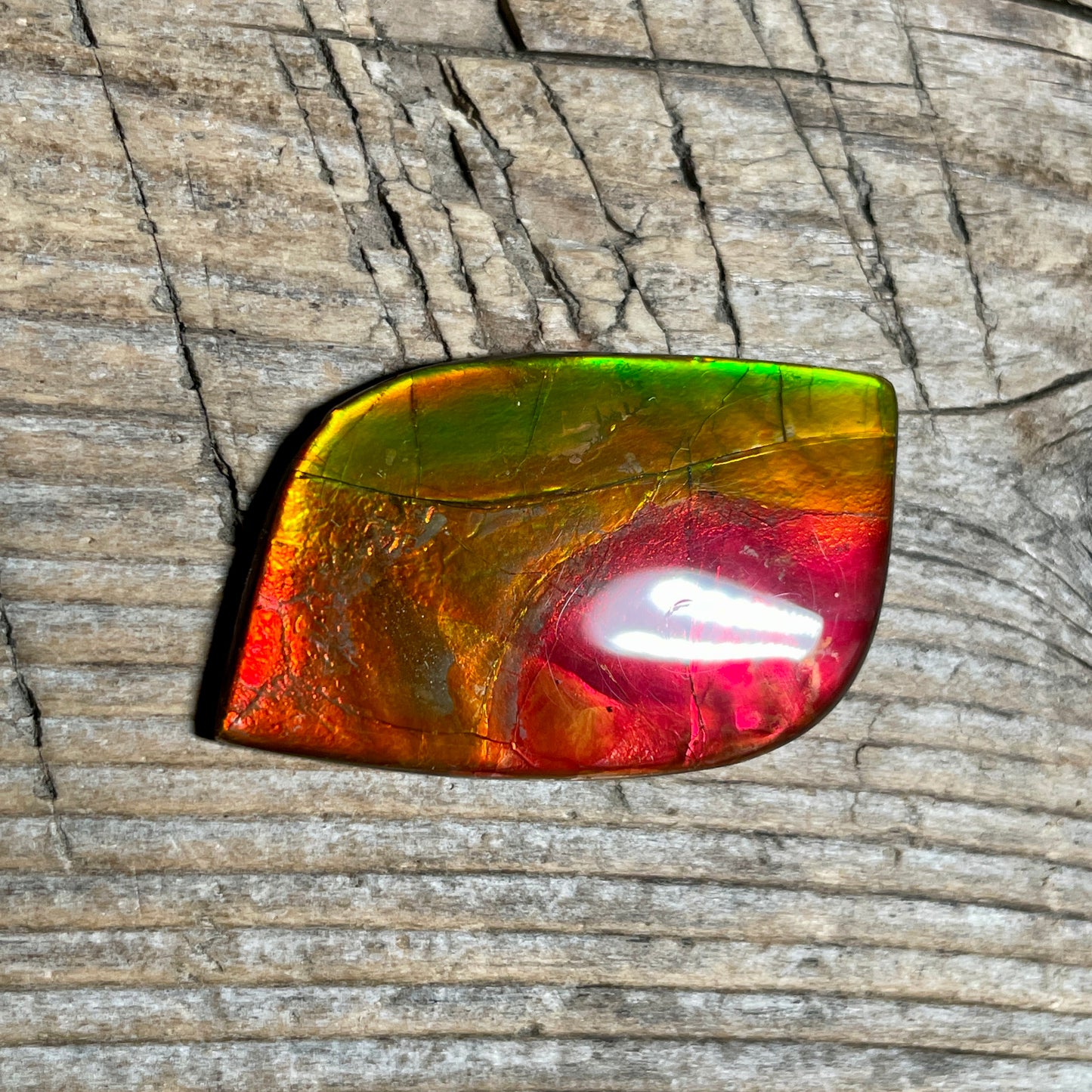 Bright Red Green Ammolite Cabochon, Loose Gemstone, Genuine Canadian Ammonite