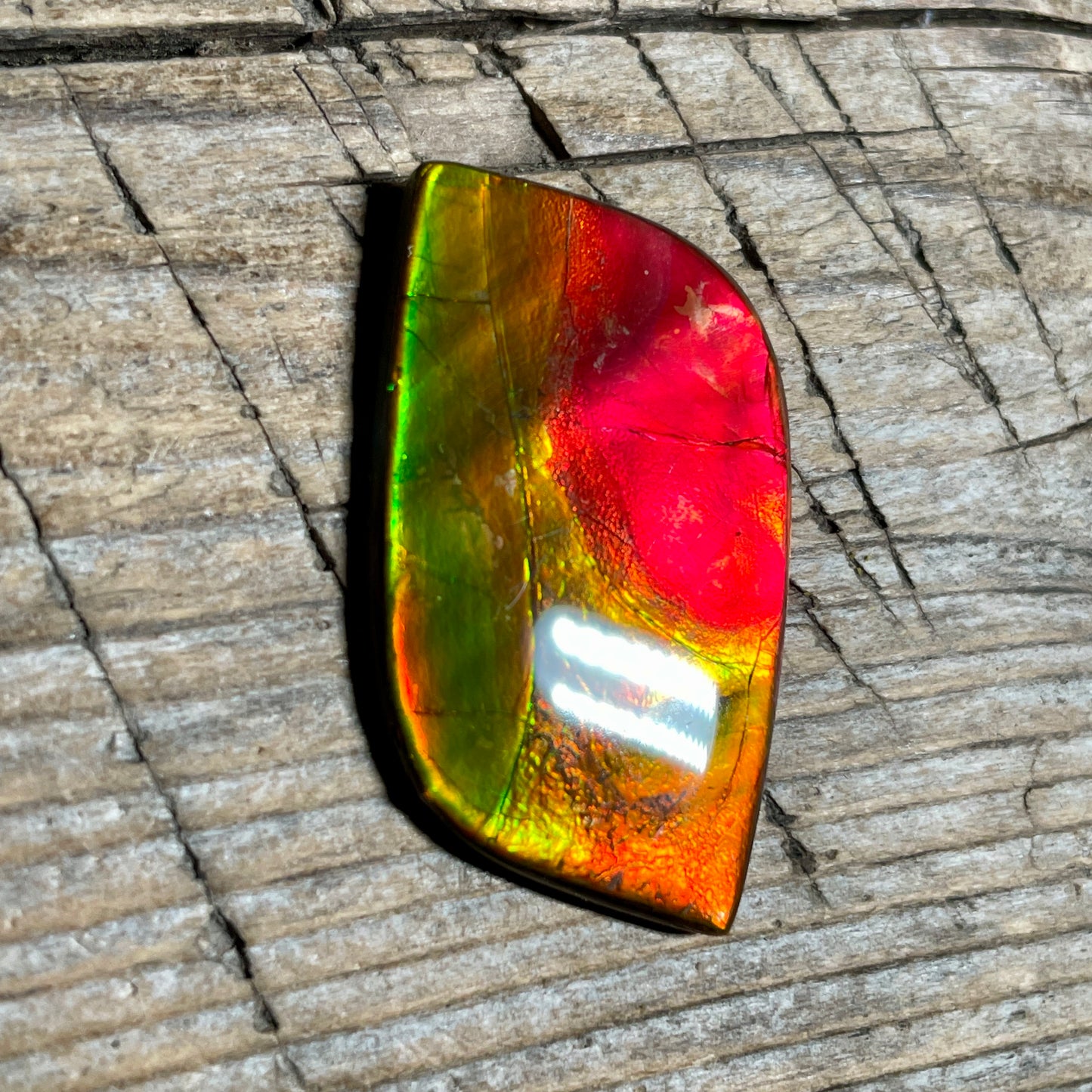 Bright Red Green Ammolite Cabochon, Loose Gemstone, Genuine Canadian Ammonite