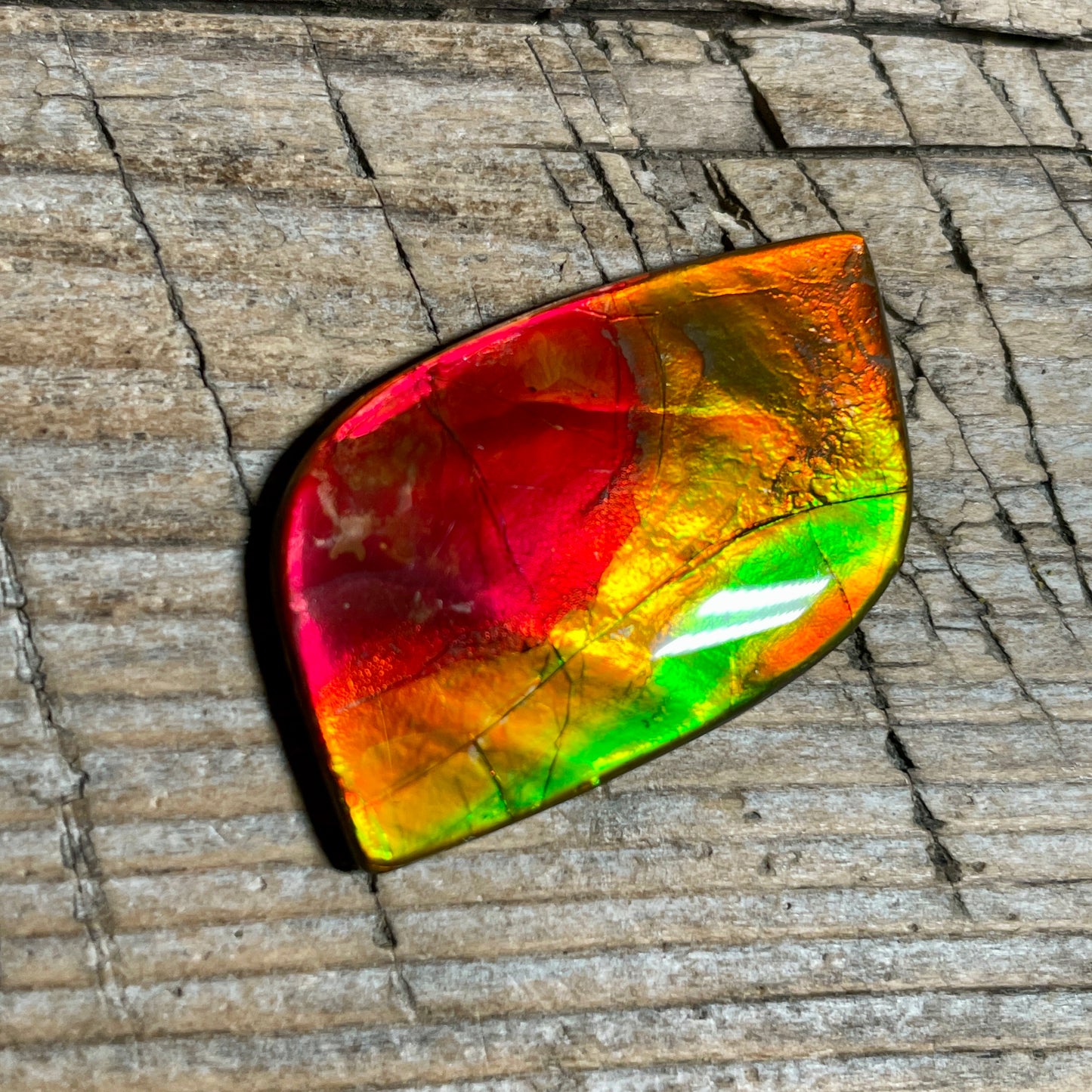 Bright Red Green Ammolite Cabochon, Loose Gemstone, Genuine Canadian Ammonite
