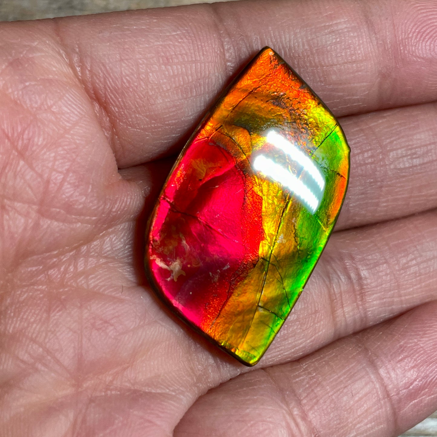 Bright Red Green Ammolite Cabochon, Loose Gemstone, Genuine Canadian Ammonite (Copy)