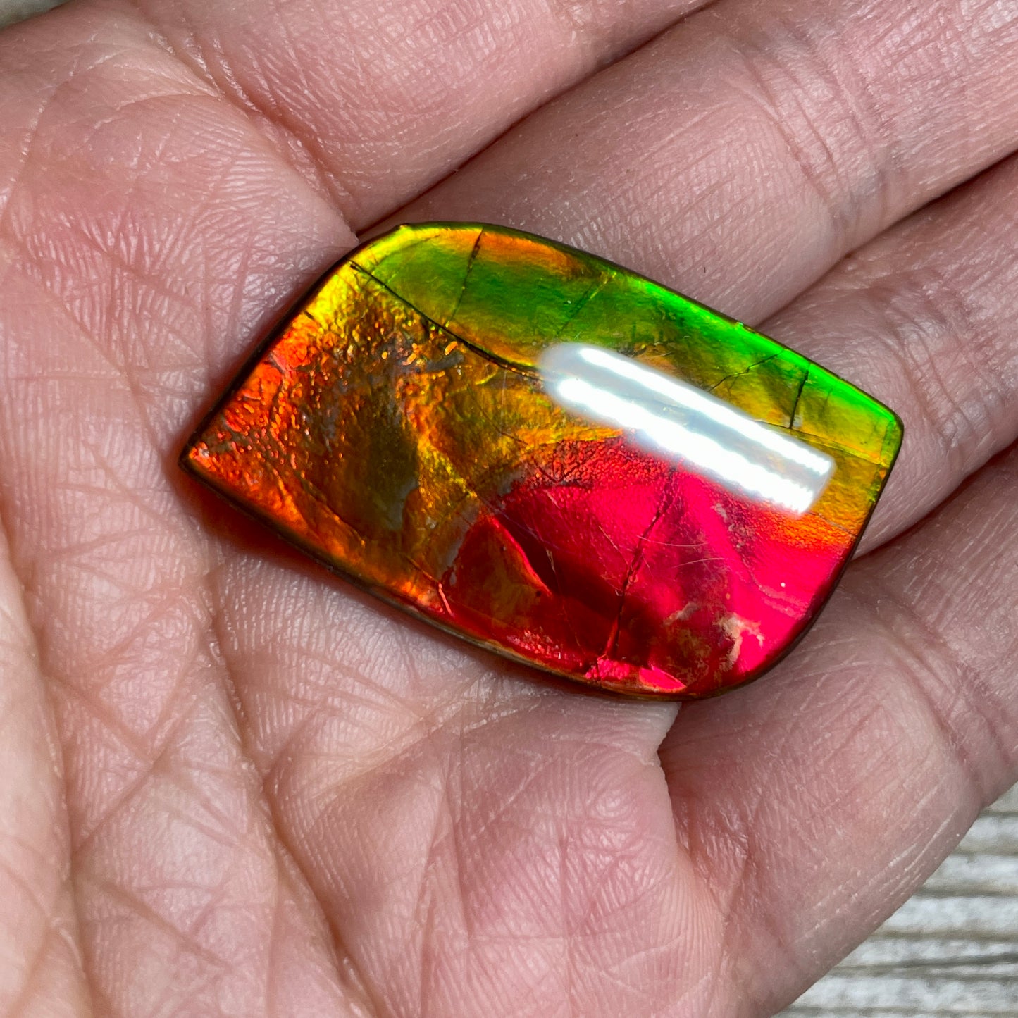 Bright Red Green Ammolite Cabochon, Loose Gemstone, Genuine Canadian Ammonite