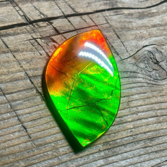 Bright Red Green Ammolite Cabochon, Loose Gemstone, Genuine Canadian Ammonite (Copy)