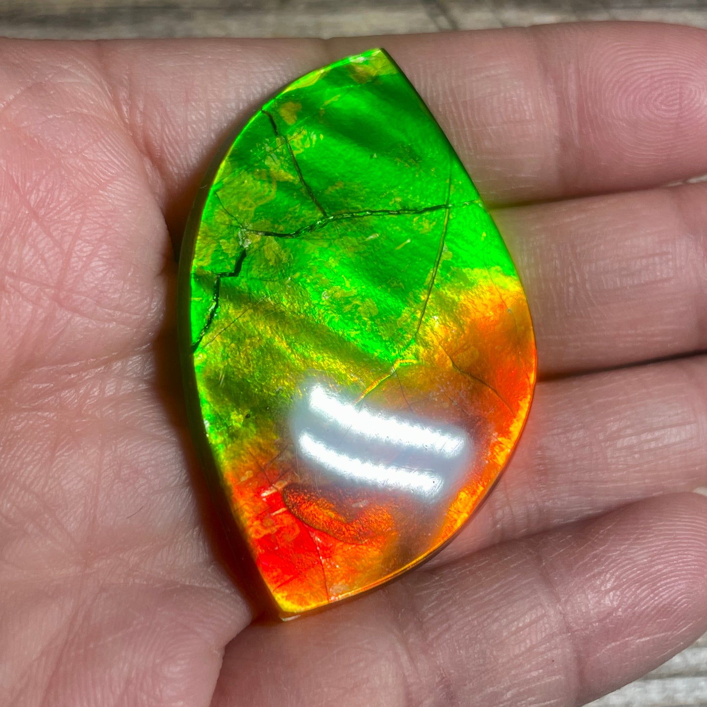 Bright Red Green Ammolite Cabochon, Loose Gemstone, Genuine Canadian Ammonite (Copy)