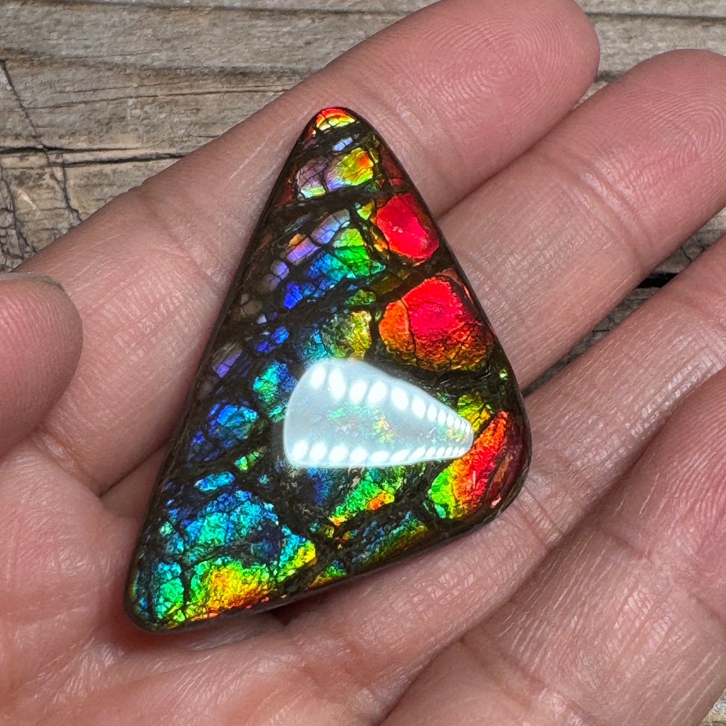 Rare pink Rainbow Ammolite Freeform Cabochon Coated Natural