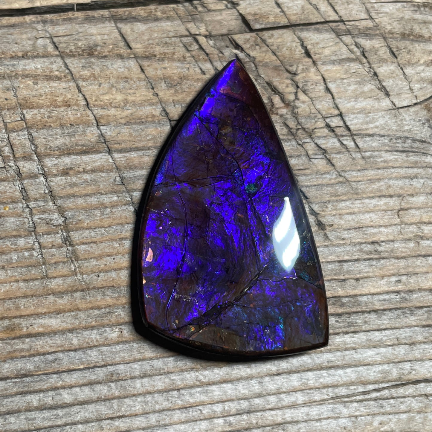 Large Blue Purple Ammolite Gemstone Cabochon Freeform Canadian Ammonite Fossil