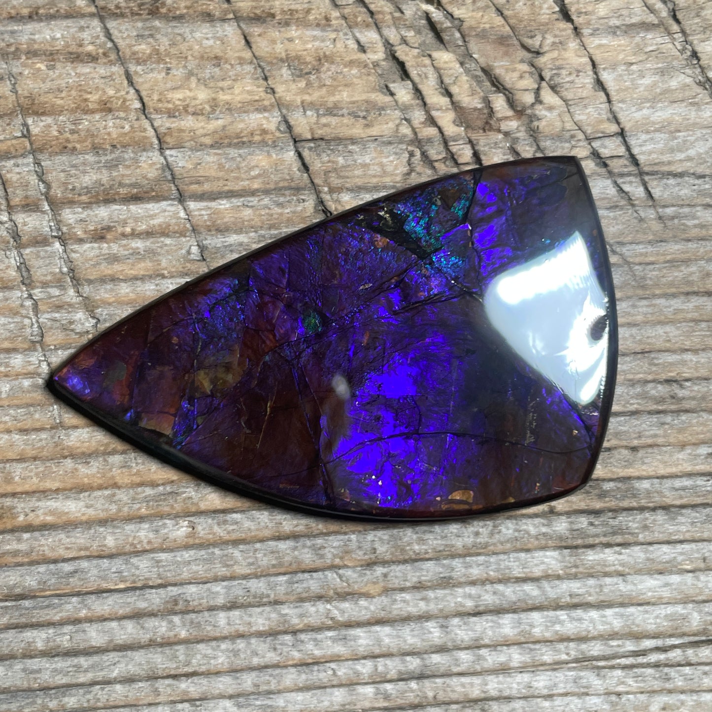 Large Blue Purple Ammolite Gemstone Cabochon Freeform Canadian Ammonite Fossil