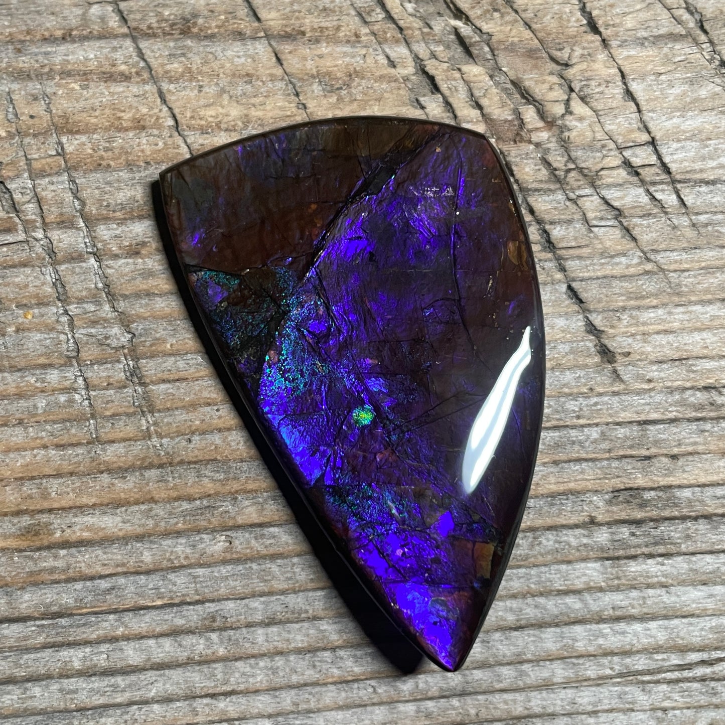 Large Blue Purple Ammolite Gemstone Cabochon Freeform Canadian Ammonite Fossil