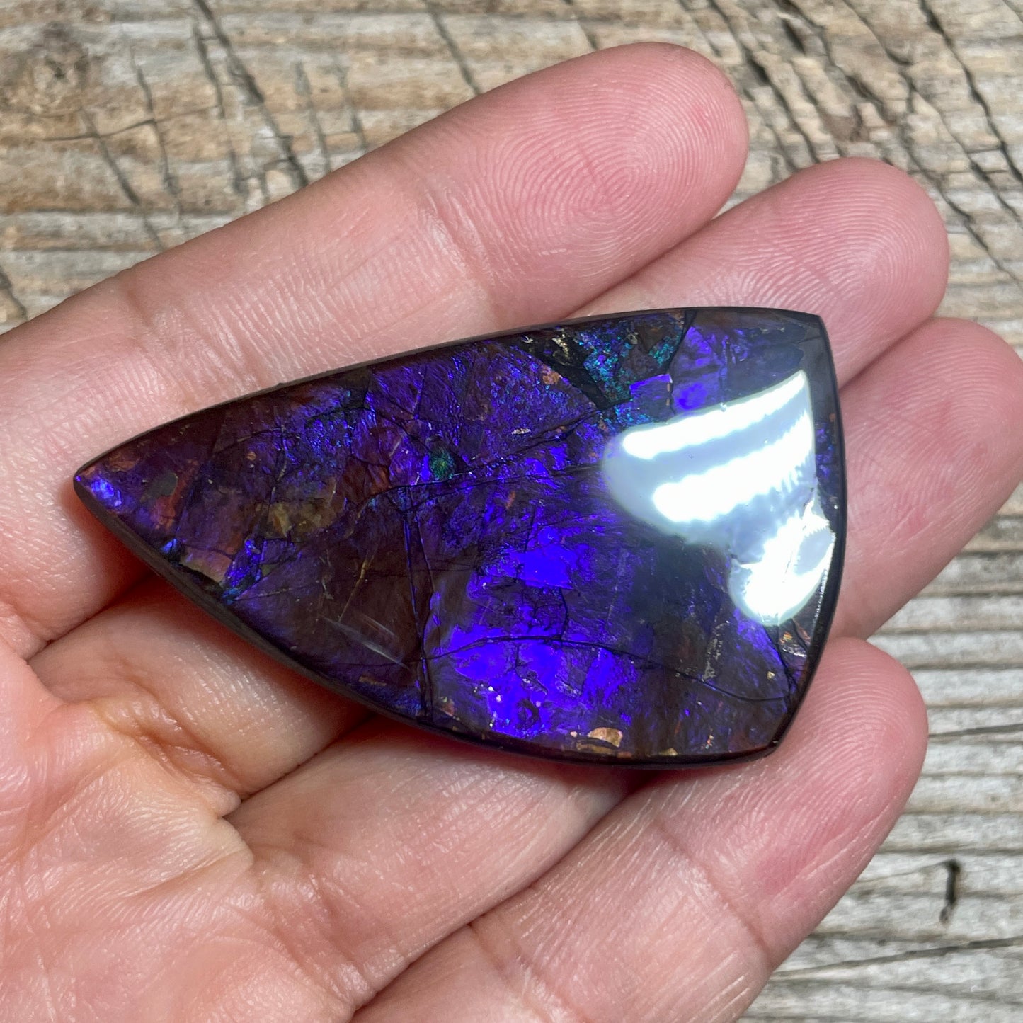 Large Blue Purple Ammolite Gemstone Cabochon Freeform Canadian Ammonite Fossil