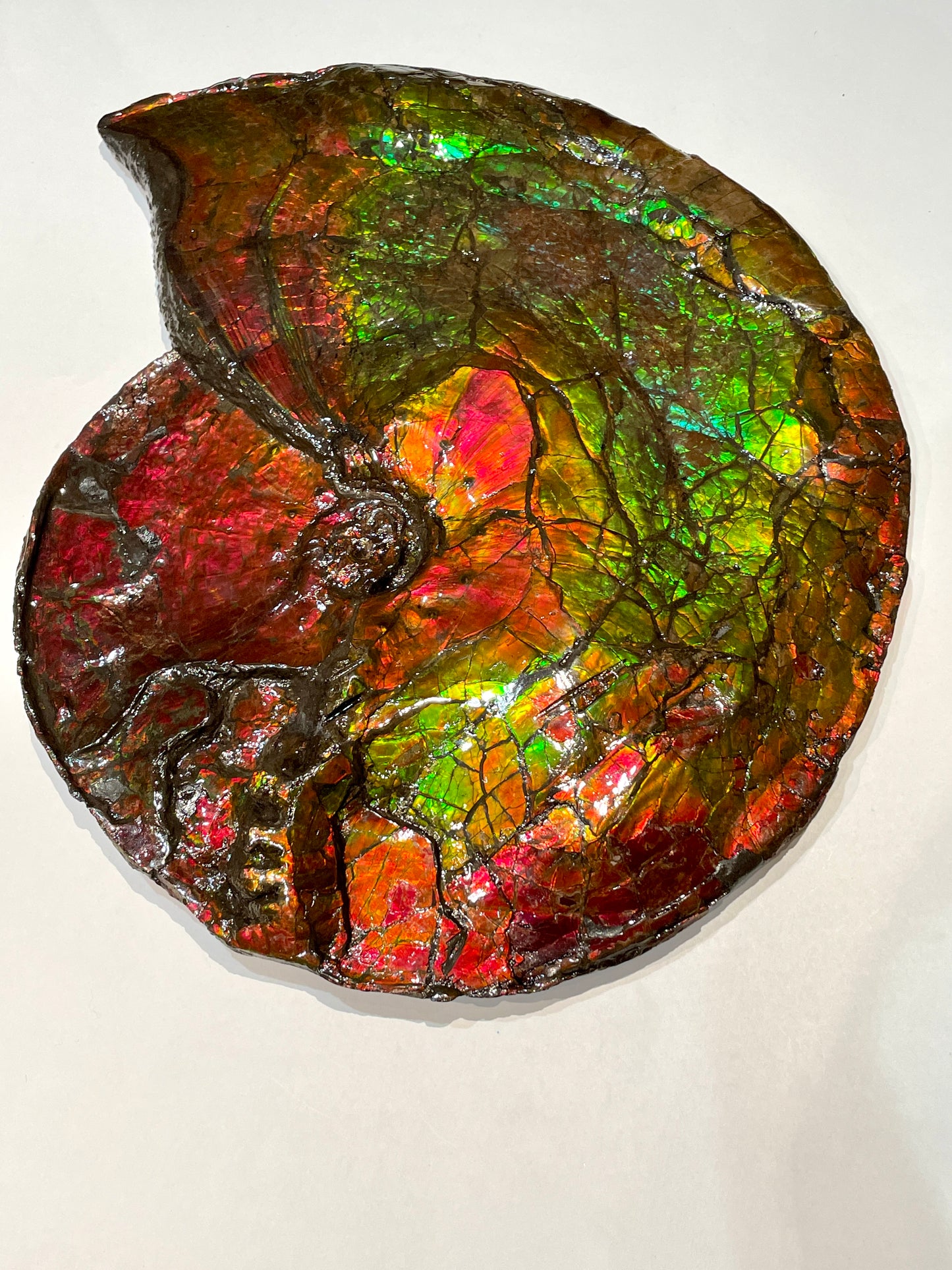 Whole Ammonite Fossil From Alberta Canada TSW6618