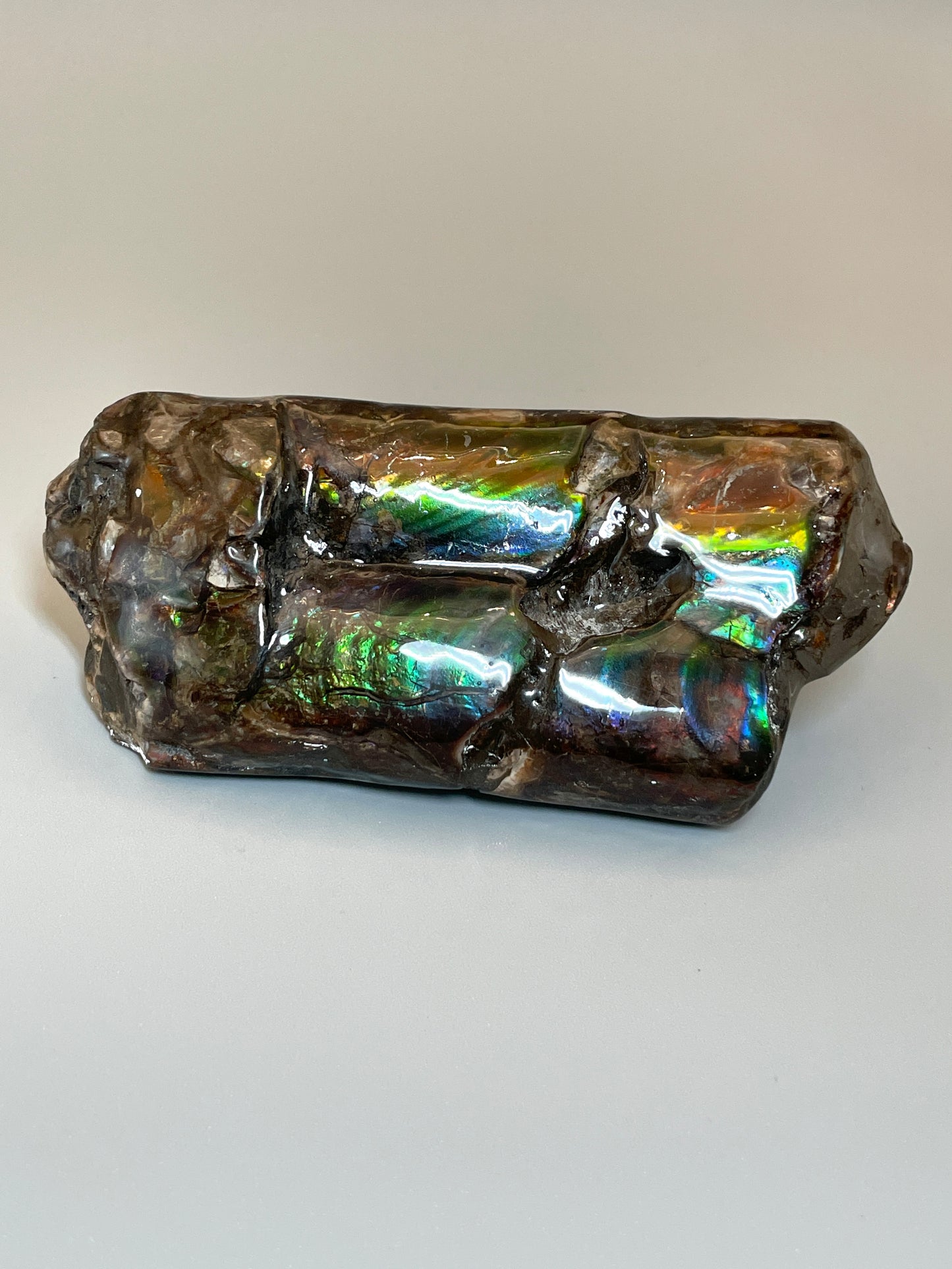 Baculite Fossil Display Multicoloured Alberta Canada TD1008