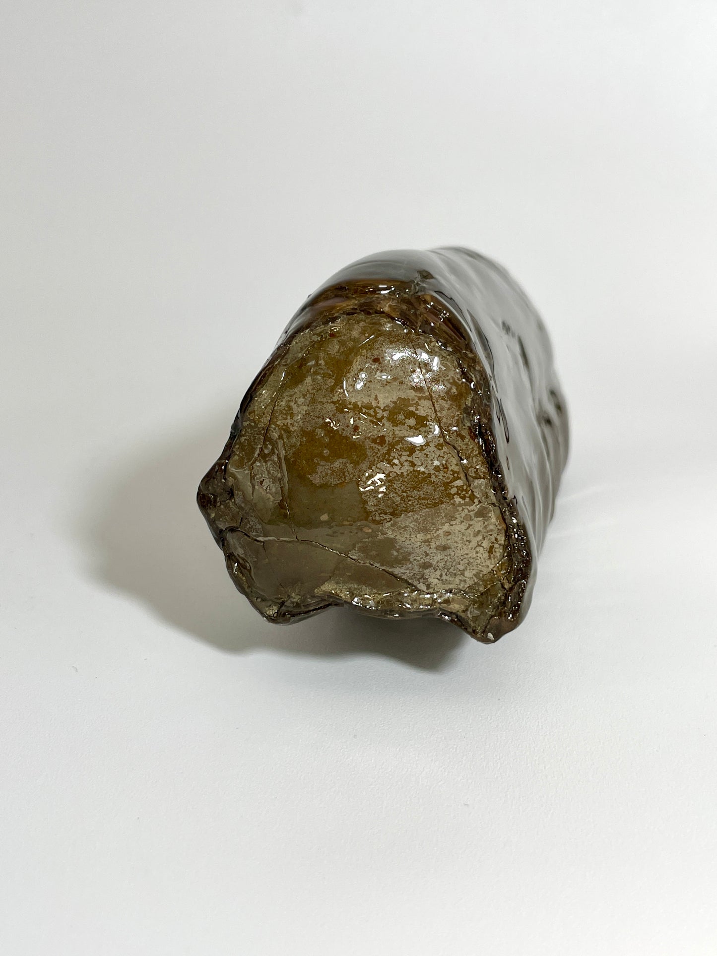 Baculite Display natural Canadian Fossil TD1007