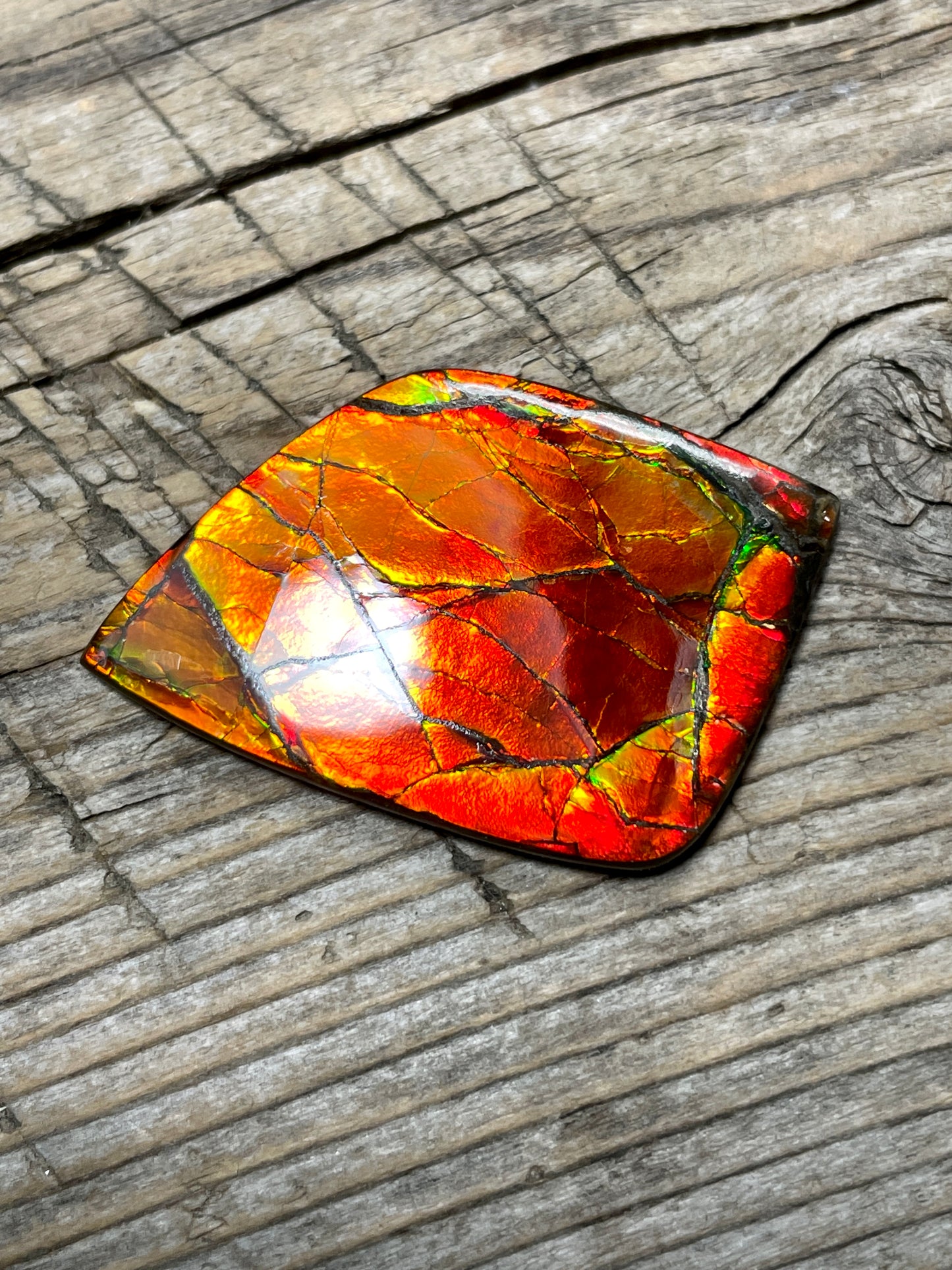 Polished Ammolite Cabochon Freeform Bright Red Gold Canada Alberta TSA1002 A+