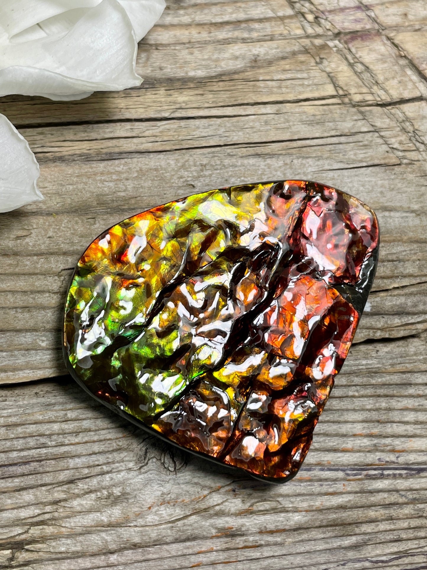 Small Ammolite Display Hand Specimen Red Gold Green TD1006