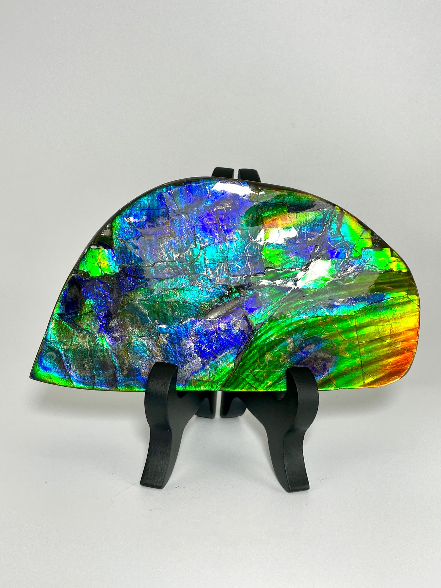 Polished Ammolite Display Gem quality Iron Pyrite TD1019