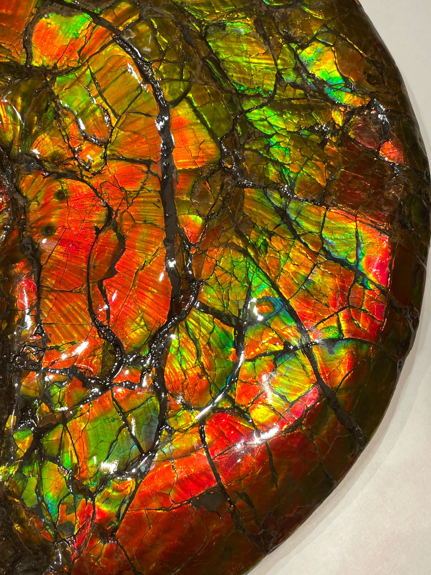 Complete whole Ammonite Fossil TSW6617