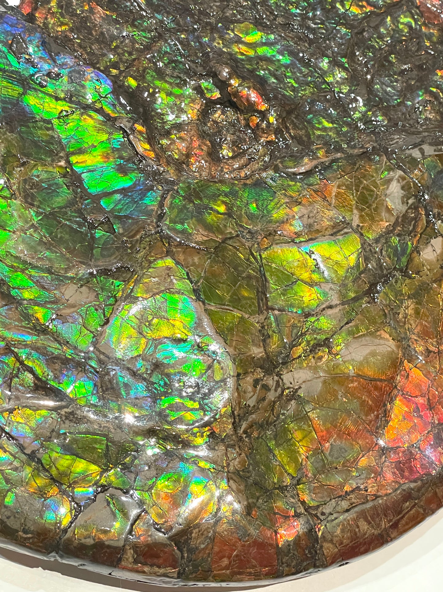 Complete whole Ammonite Fossil TSW6617