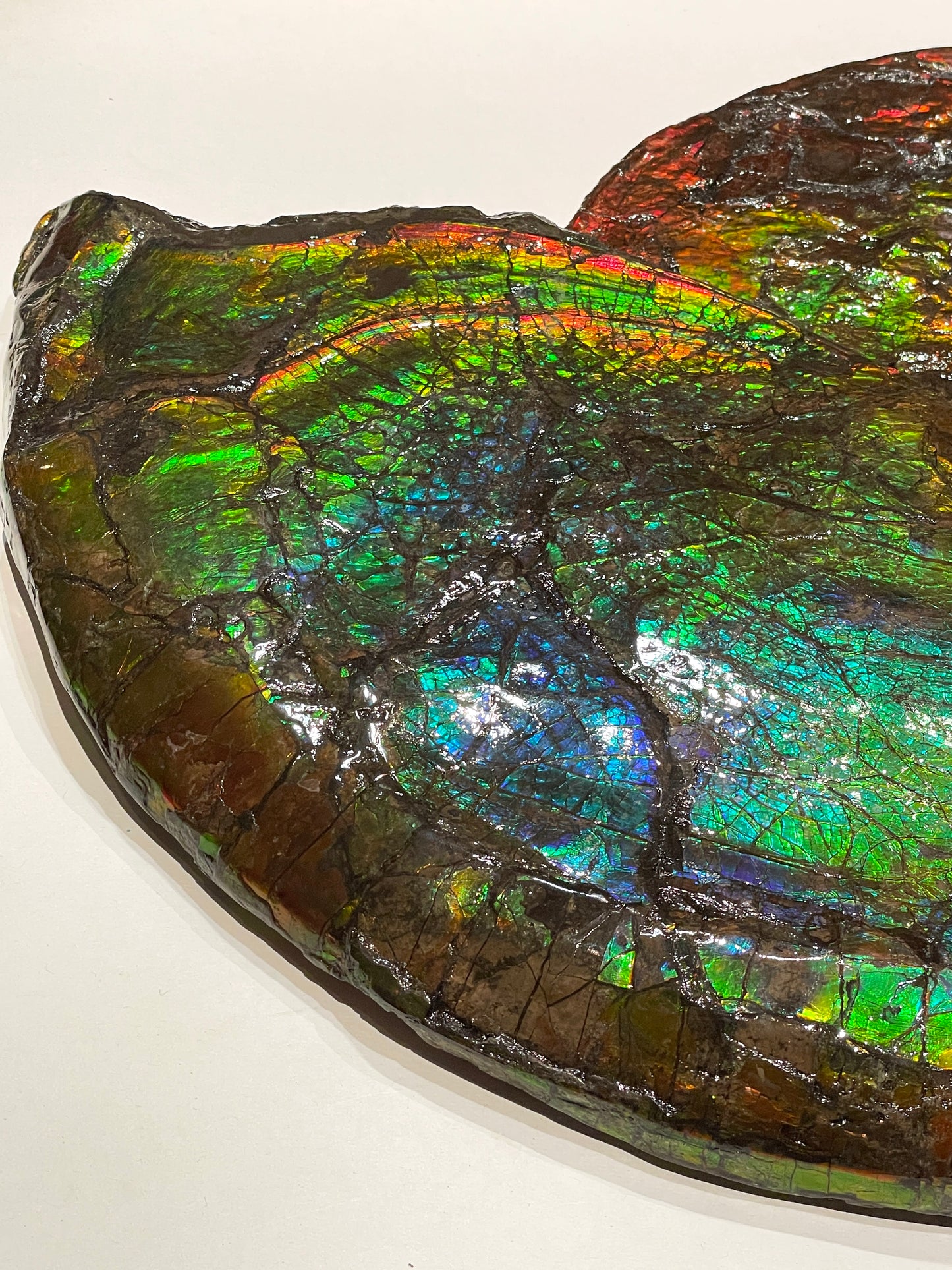 Whole Ammonite Fossil From Alberta Canada TSW6618