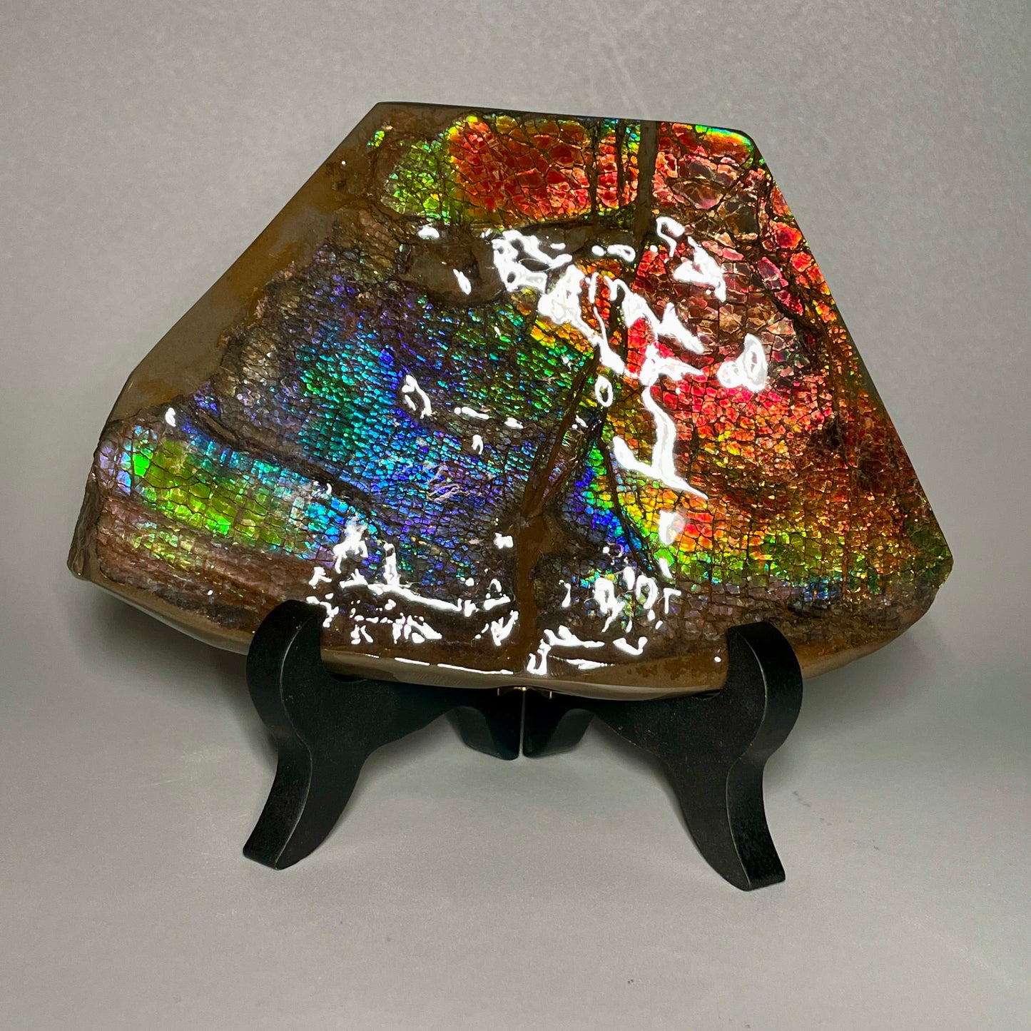 Rainbow Ammolite Display Specimen Dragon Skin Blue Green Ammonite Fossil TSD#1068