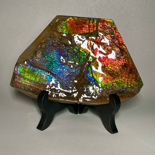 Rainbow Ammolite Display Specimen Dragon Skin Blue Green Ammonite Fossil TSD#1068