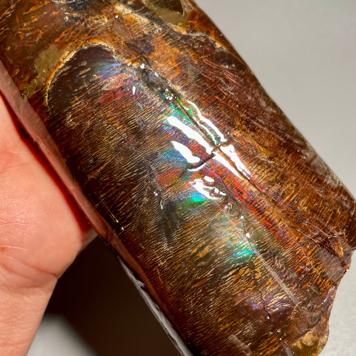 Large Colourful Baculite Display Specimen Fossil TSD#1077