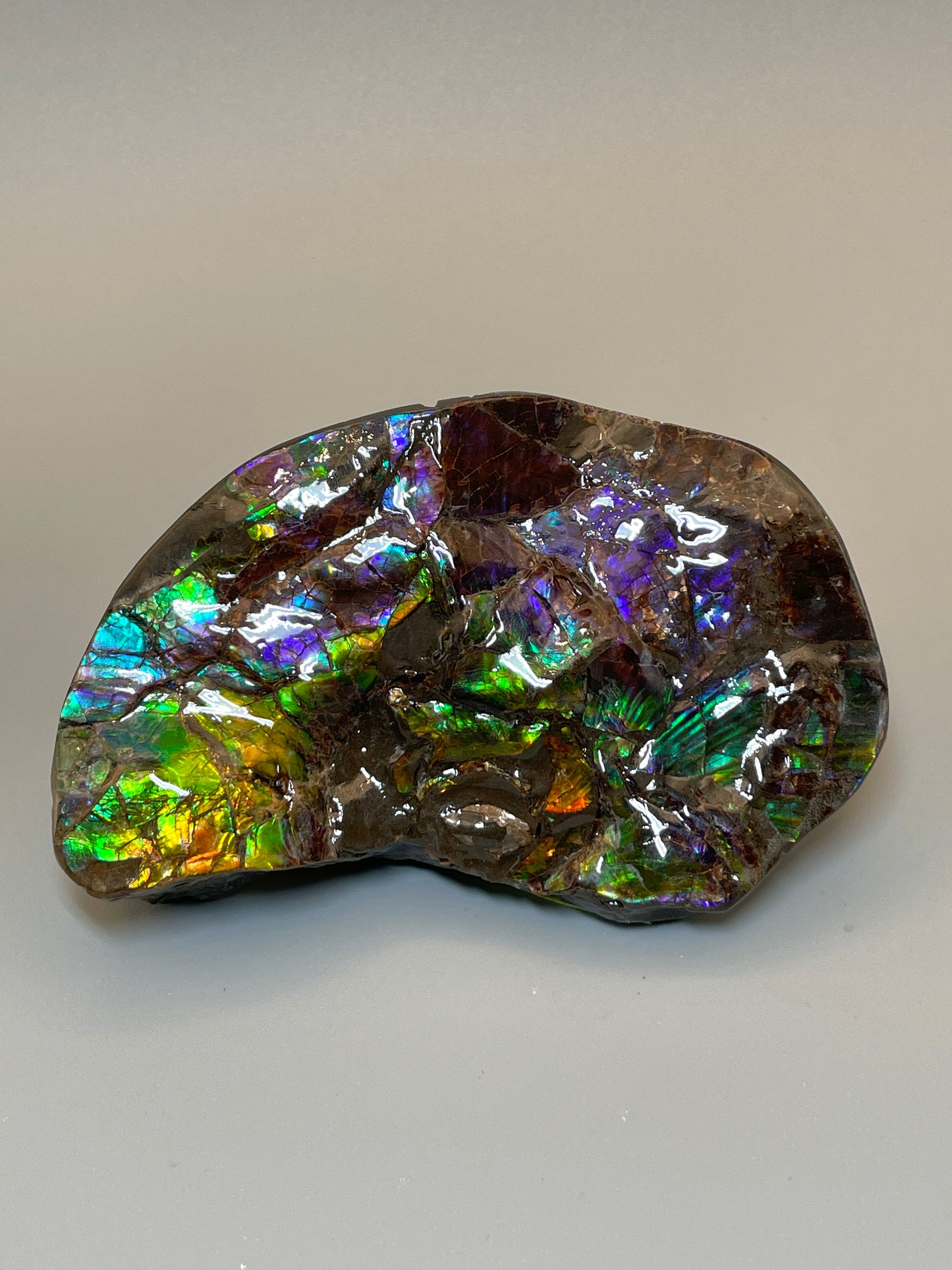 Ammolite Display Dragon Balls Multicoloured Natural Canadian Ammonite Fossil