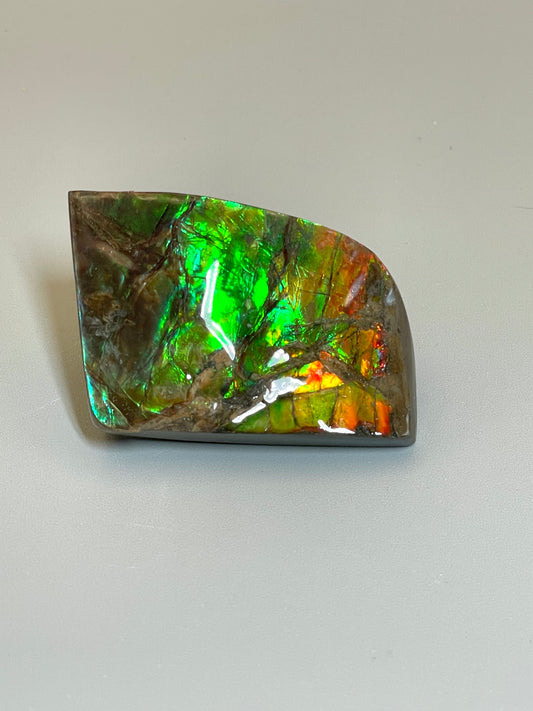 Small Ammolite Display Specimen Alberta Ammonite Fossil TSD#1019