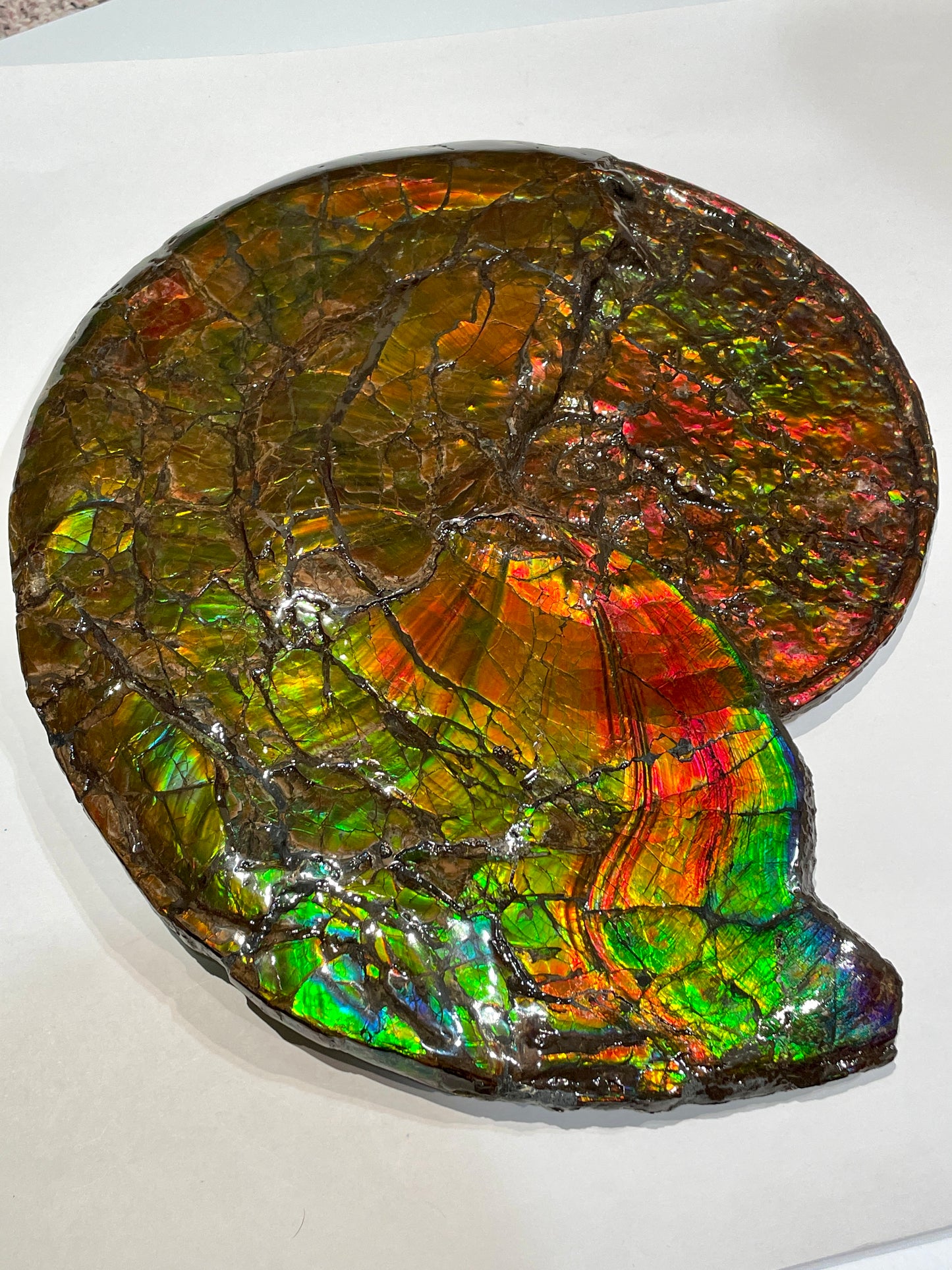 Complete whole Ammonite Fossil TSW6617