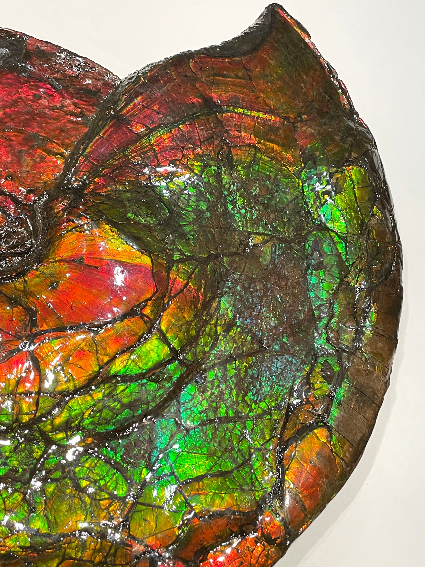 Whole Ammonite Fossil From Alberta Canada TSW6618