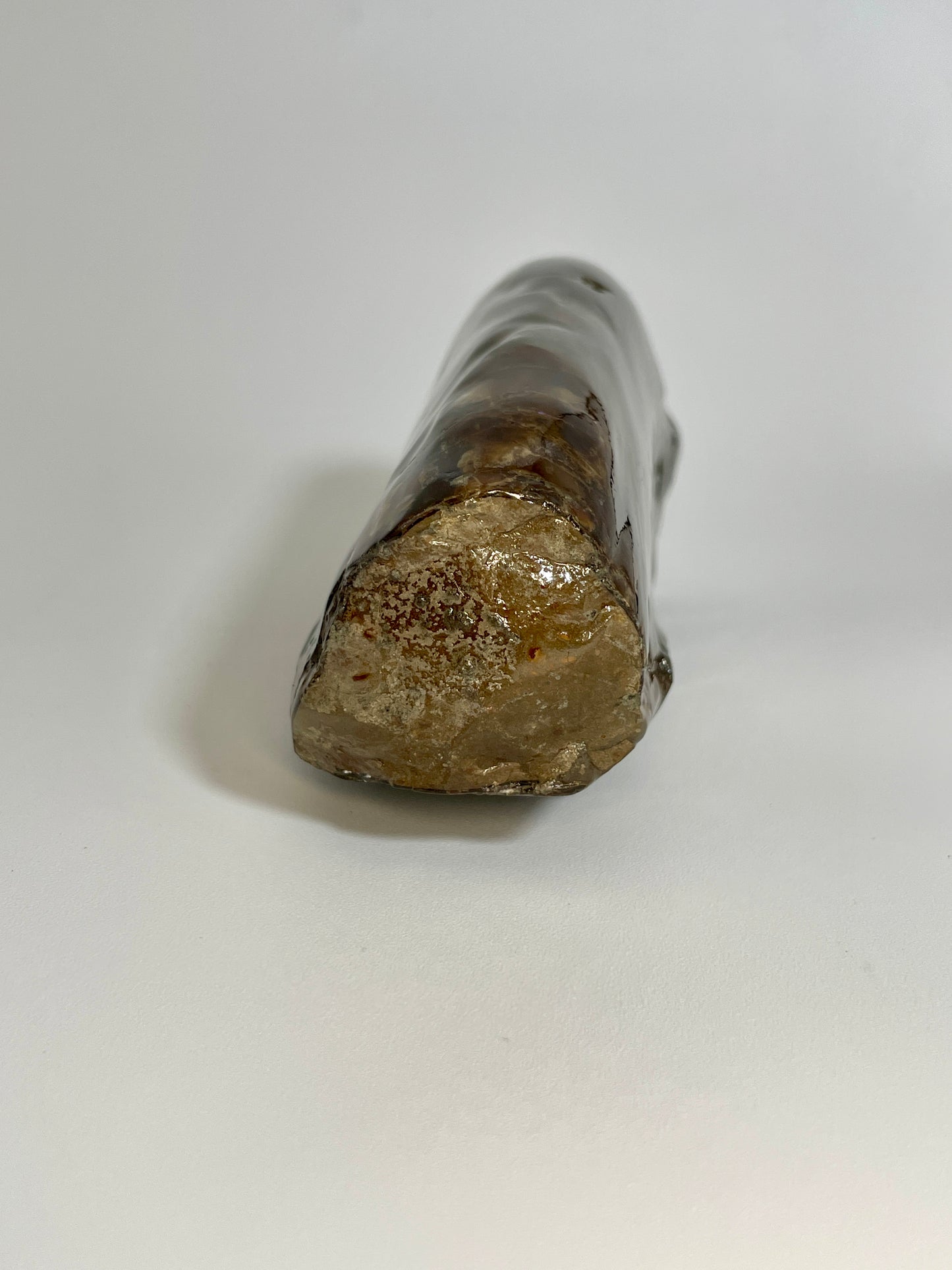 Baculite Display natural Canadian Fossil TD1007
