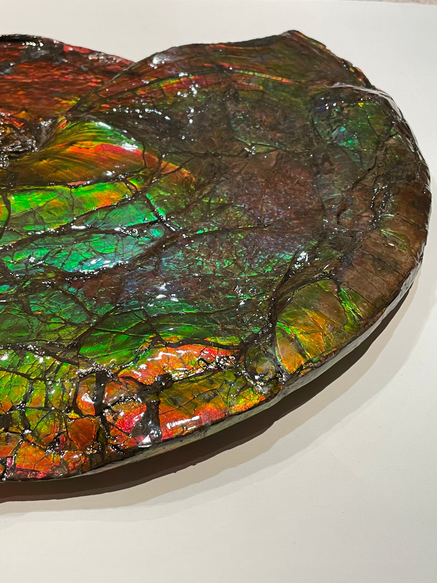 Whole Ammonite Fossil From Alberta Canada TSW6618