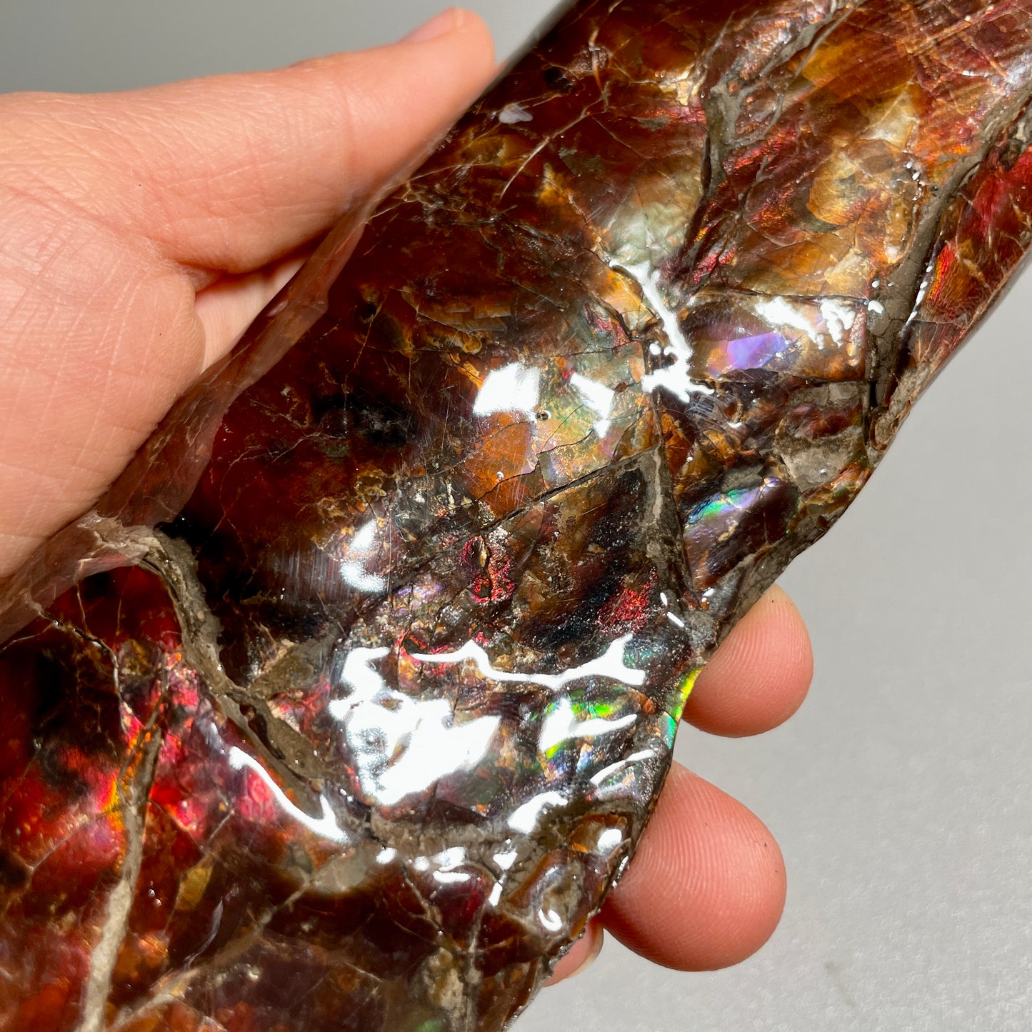 Colourful Rainbow Baculite Display Specimen Fossil TSD#1078