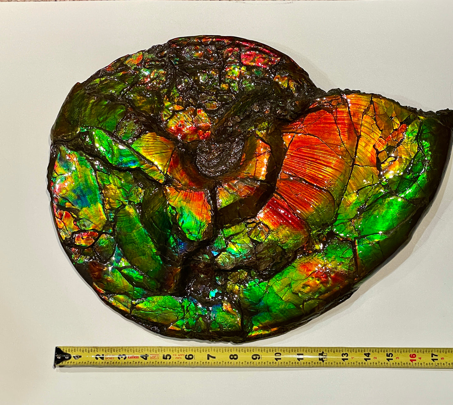 Large Complete Ammonite Fossil Alberta Canada TSW6614