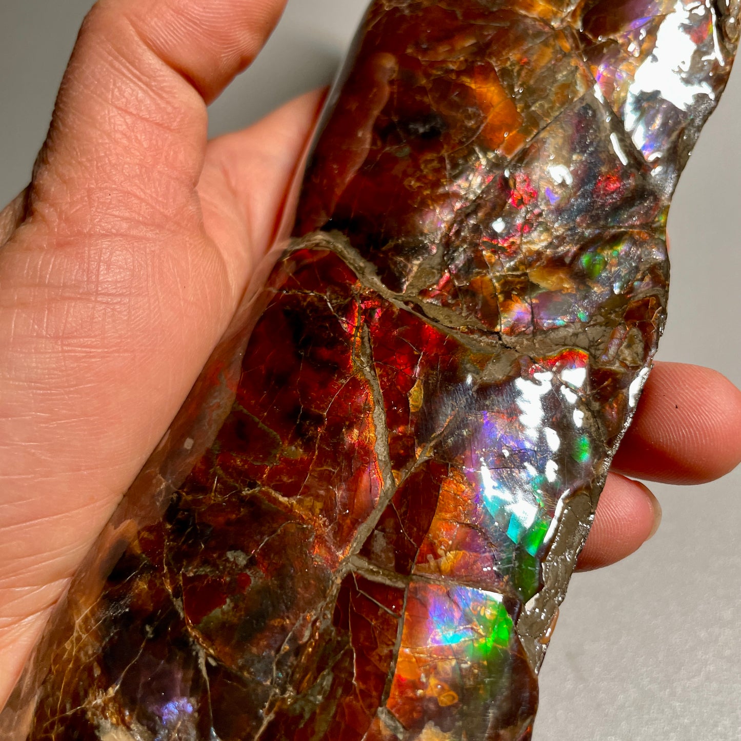 Colourful Rainbow Baculite Display Specimen Fossil TSD#1078