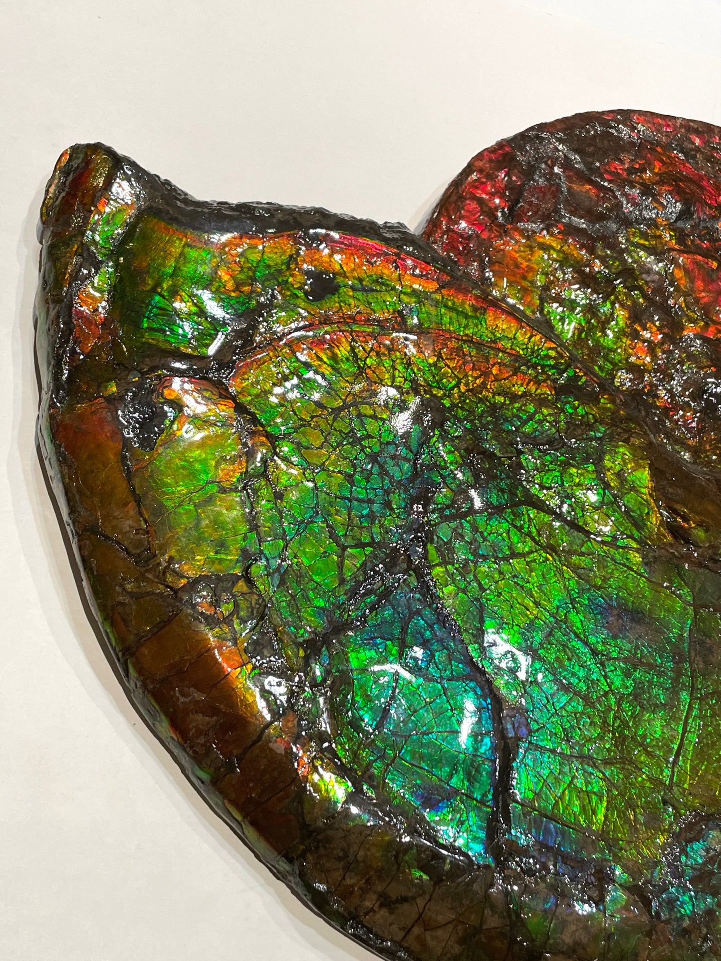 Whole Ammonite Fossil From Alberta Canada TSW6618