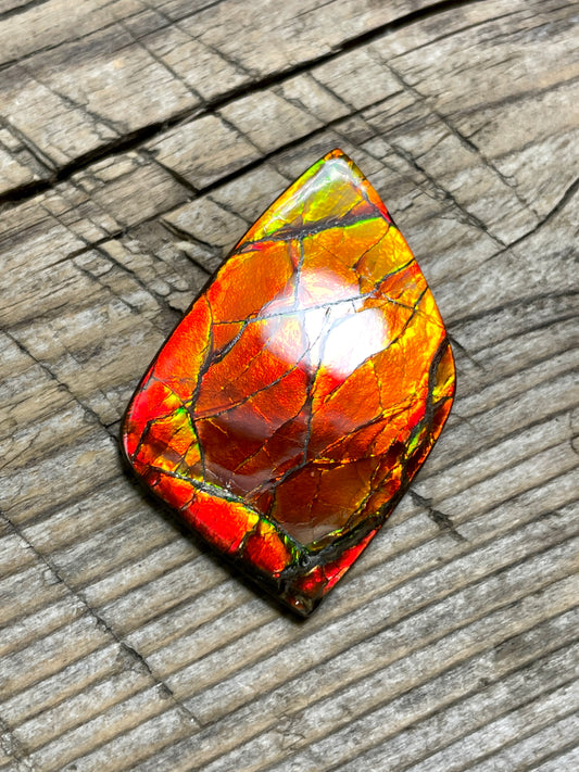 Polished Ammolite Cabochon Freeform Bright Red Gold Canada Alberta TSA1002 A+
