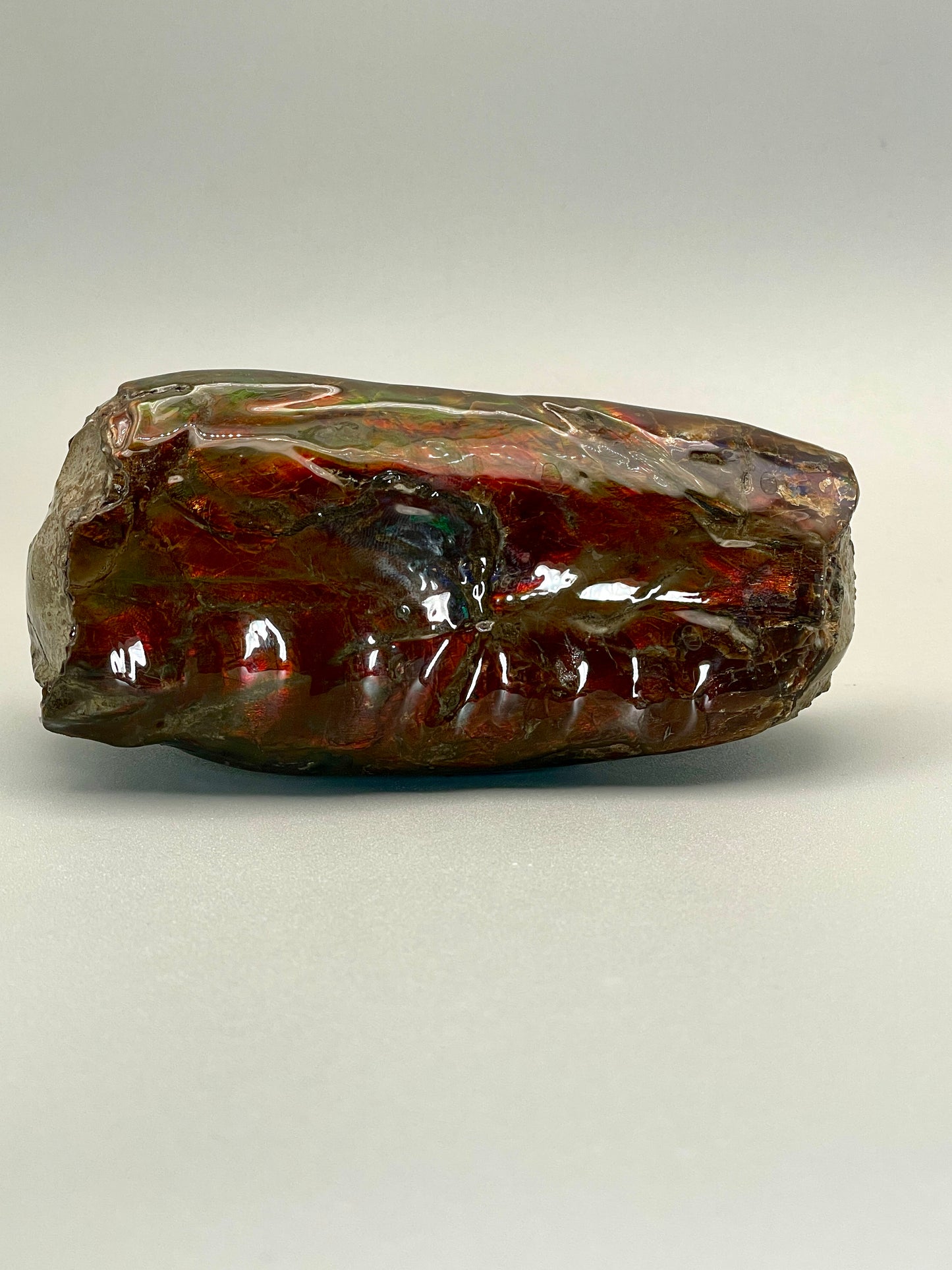 Baculite Display natural Canadian Fossil TD1007