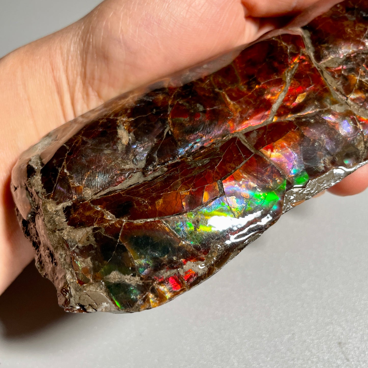 Colourful Rainbow Baculite Display Specimen Fossil TSD#1078