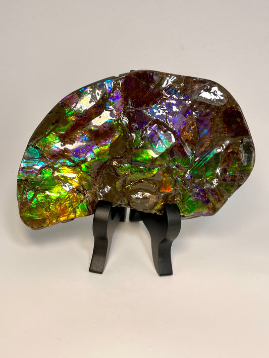 Ammolite Display Dragon Balls Multicoloured Natural Canadian Ammonite Fossil