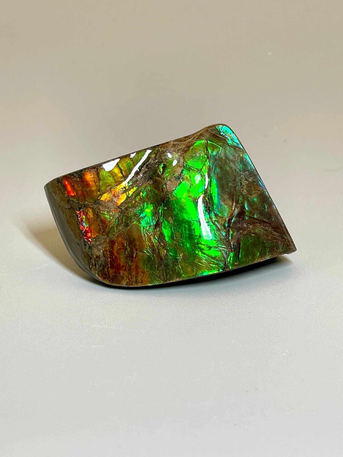 Small Ammolite Display Specimen Alberta Ammonite Fossil TSD#1019