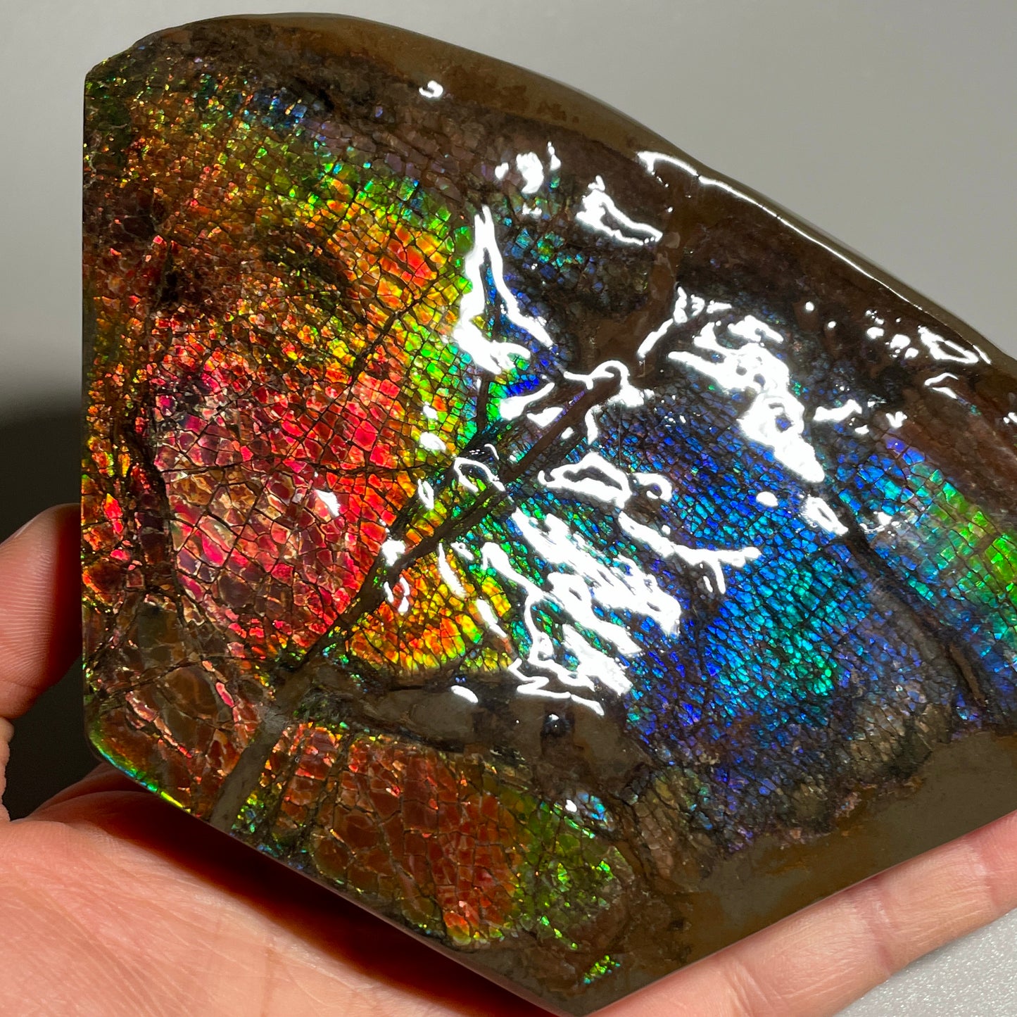 Rainbow Ammolite Display Specimen Dragon Skin Blue Green Ammonite Fossil TSD#1068