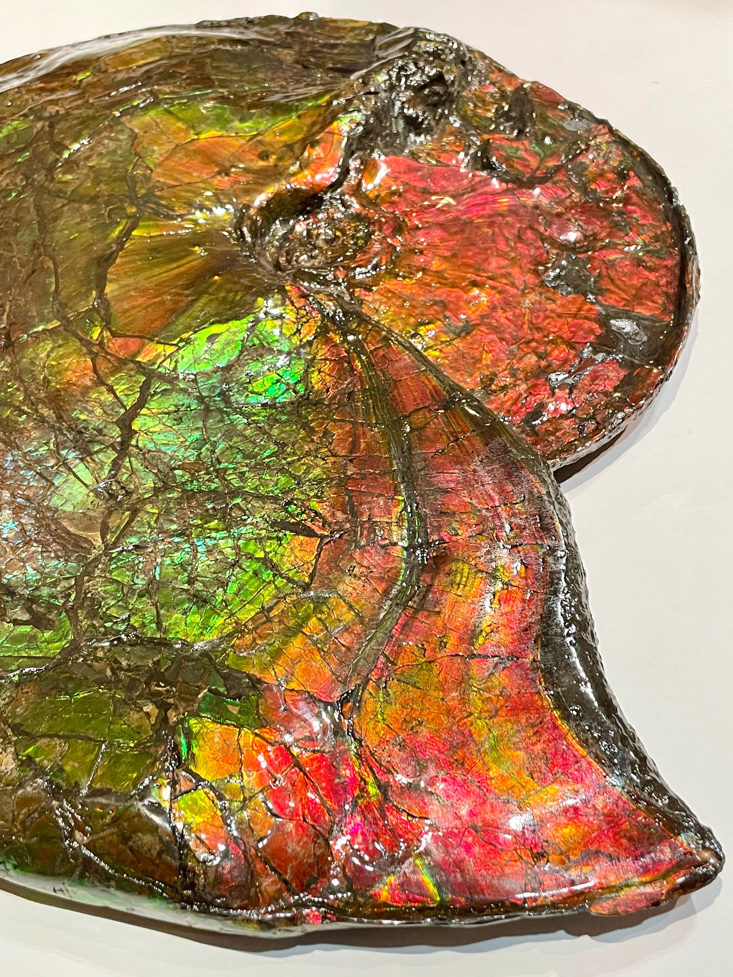 Whole Ammonite Fossil From Alberta Canada TSW6618