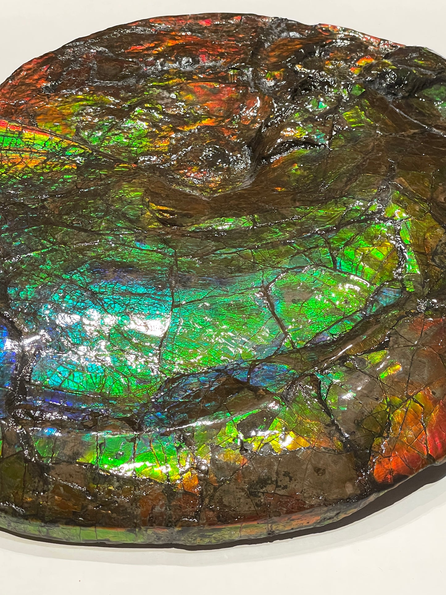 Whole Ammonite Fossil From Alberta Canada TSW6618