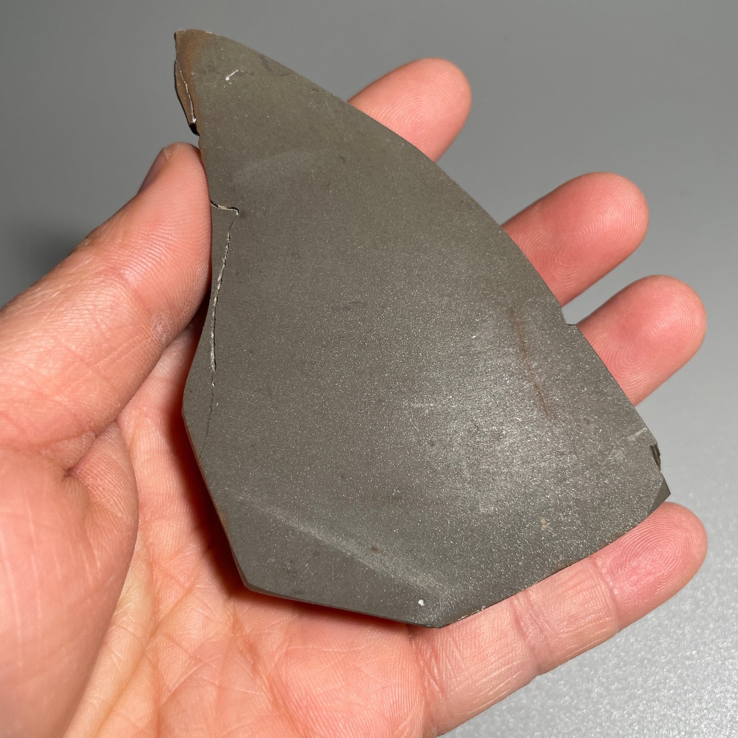 Multicoloured Ammolite Display Specimen Dragon SkinAmmonite Fossil TSD#1070