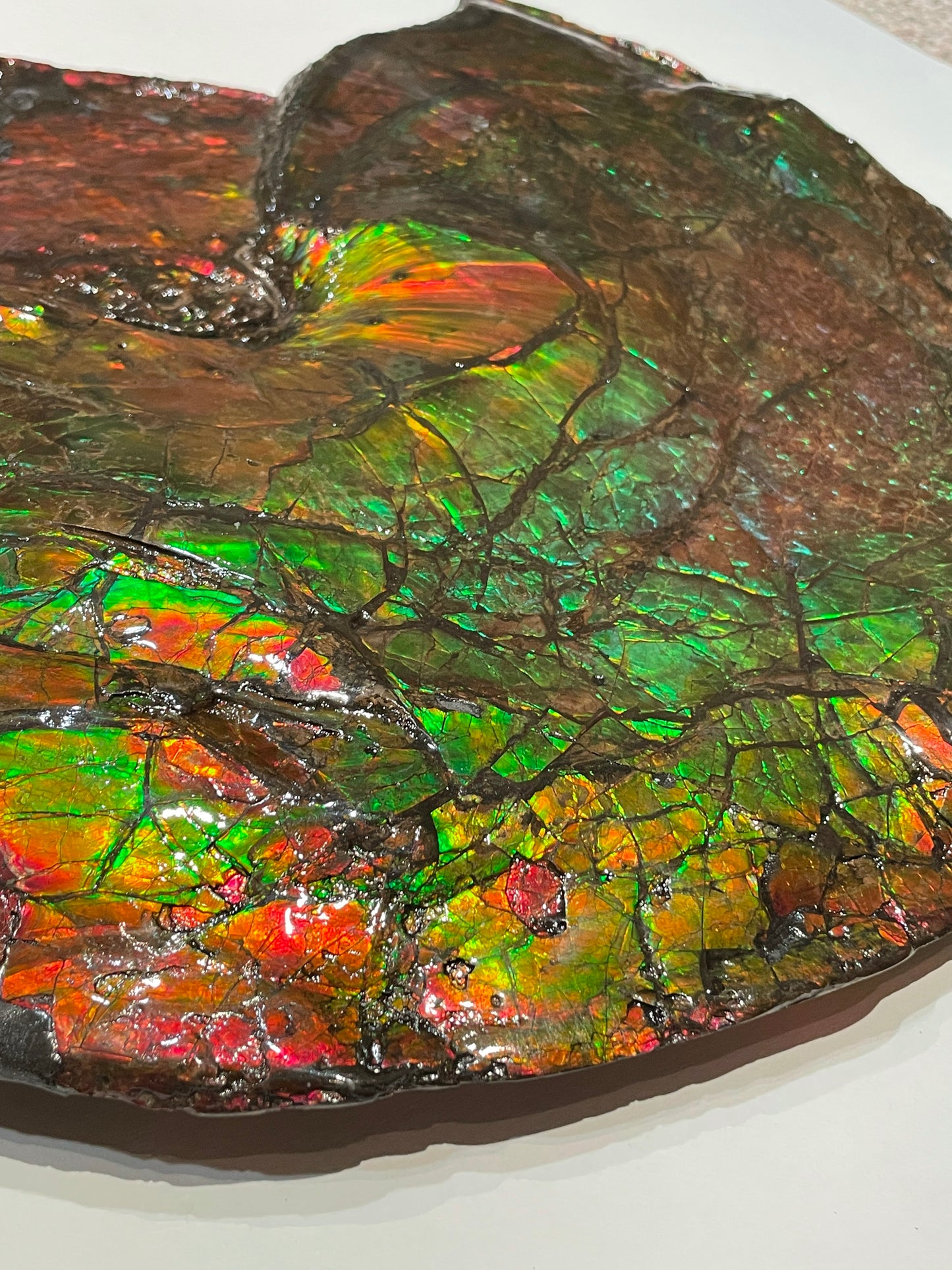 Whole Ammonite Fossil From Alberta Canada TSW6618