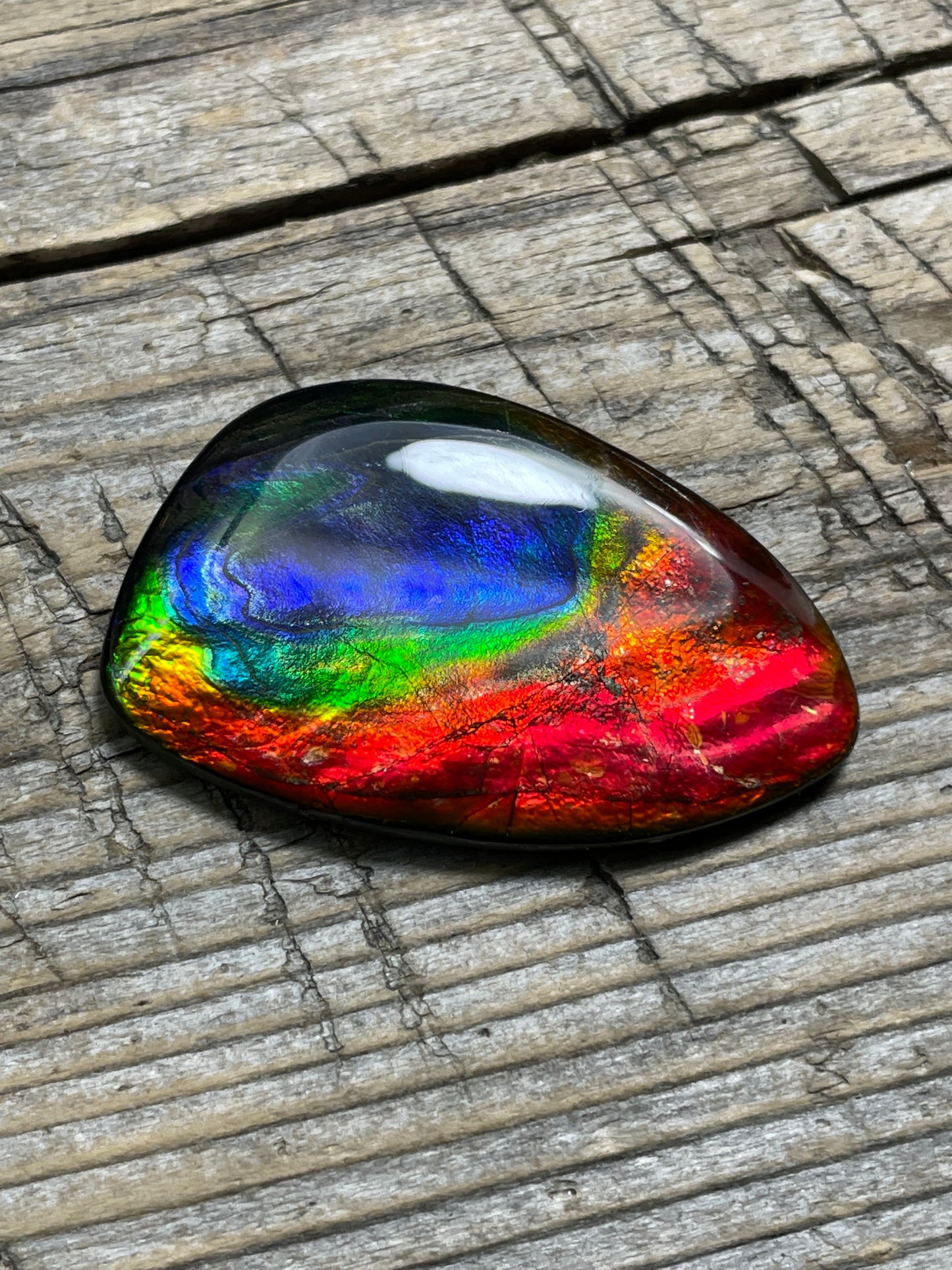 Rainbow Ammolite Gemstone Cabochon Freeform Canadian TSA1008 AA