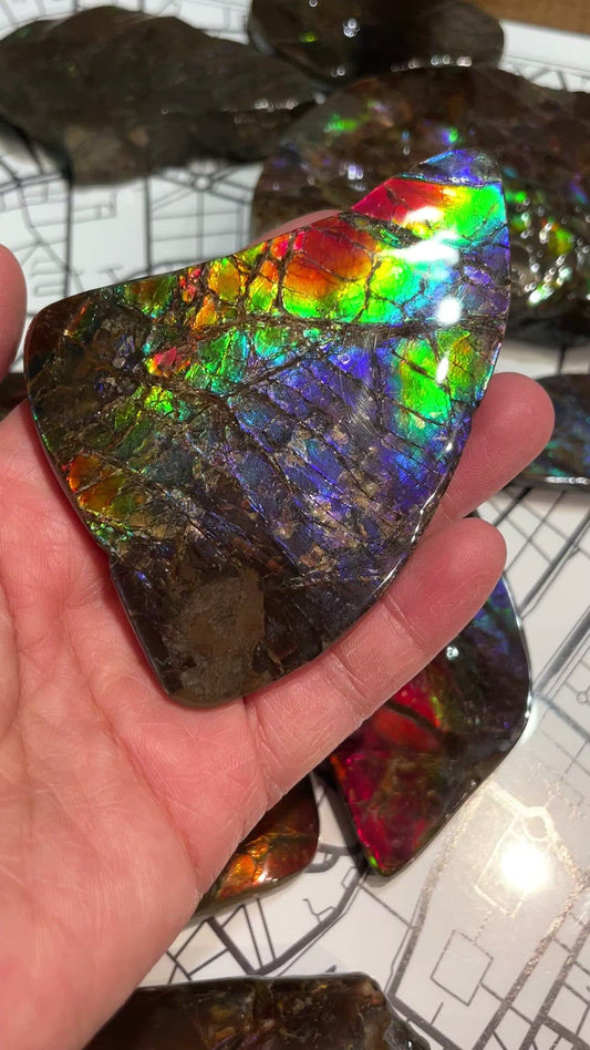 Ammolite Display Rainbow Small  TD1010