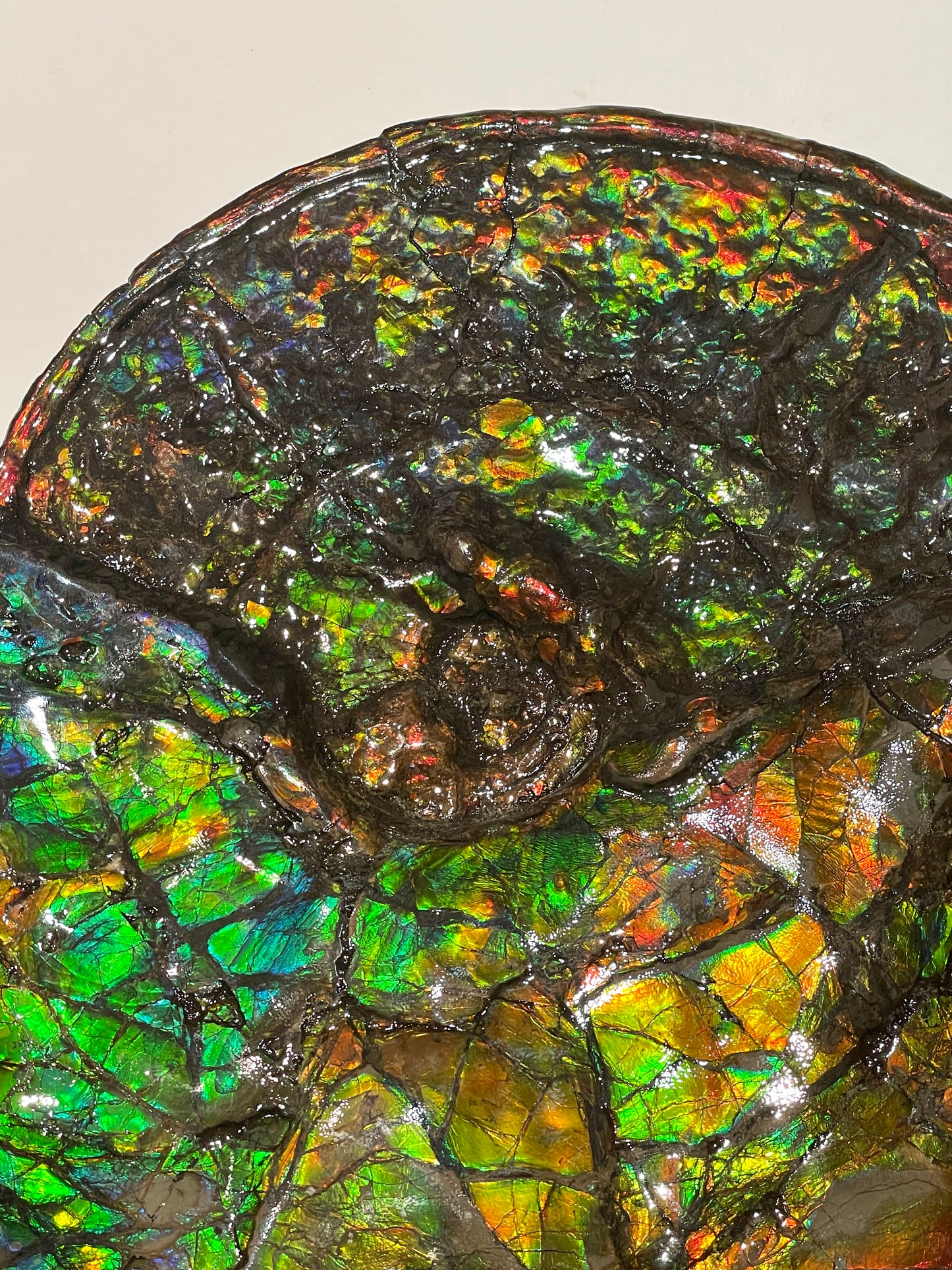 Complete whole Ammonite Fossil TSW6617