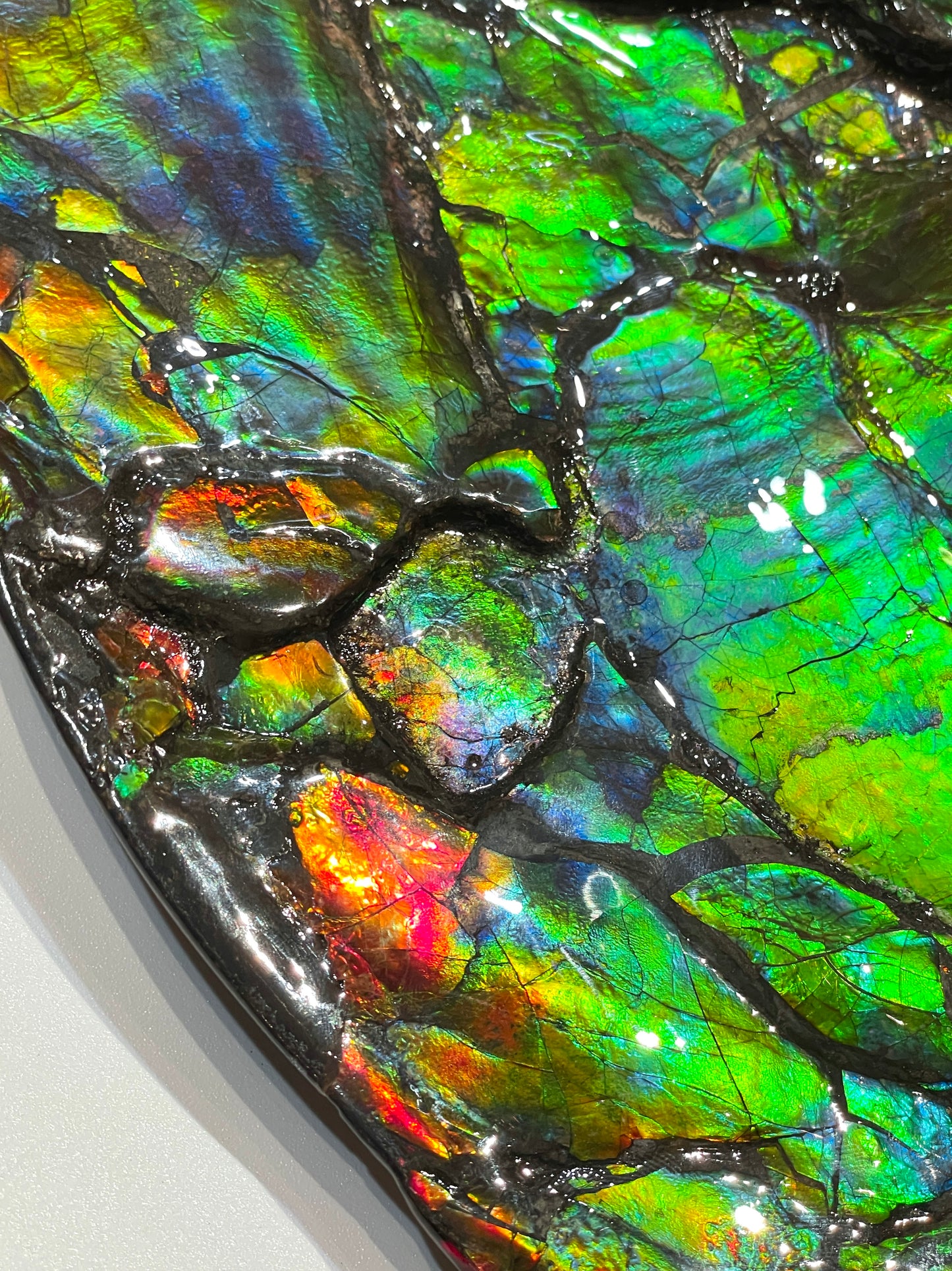 Large Complete Ammonite Fossil Alberta Canada TSW6614