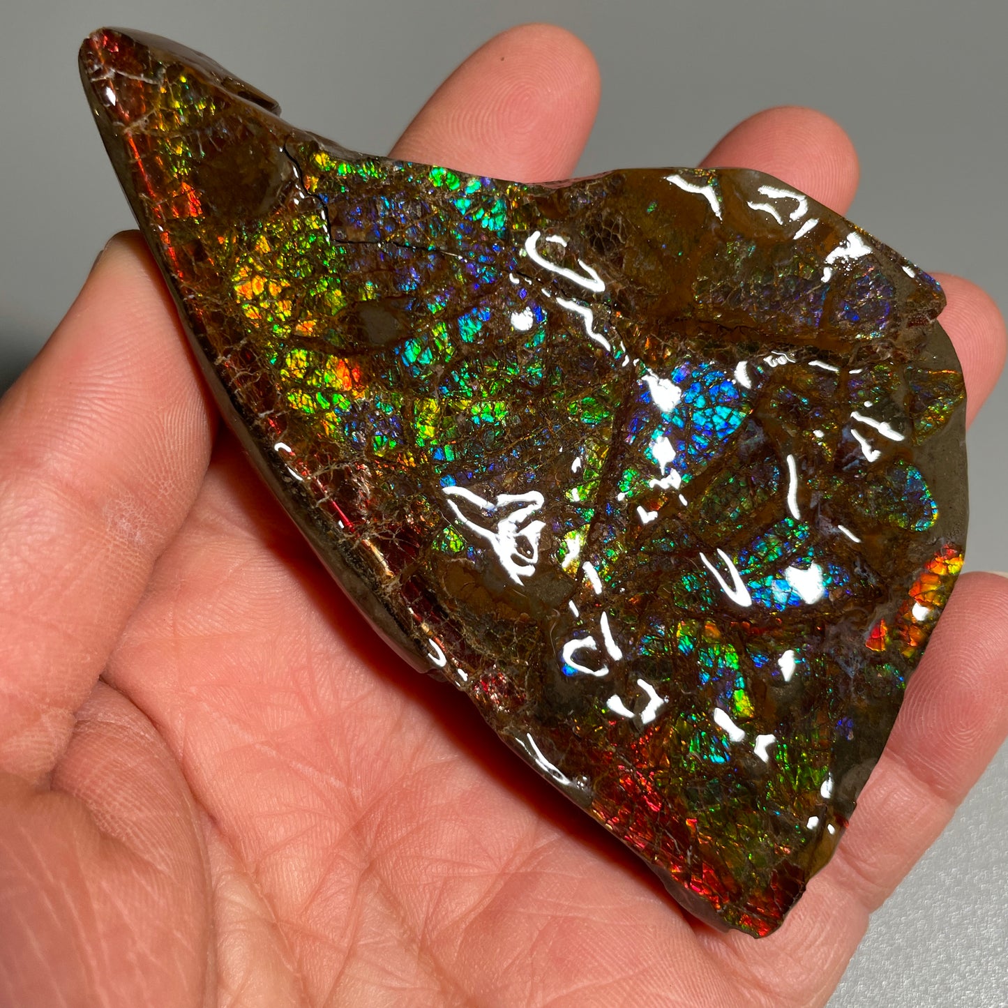 Multicoloured Ammolite Display Specimen Dragon SkinAmmonite Fossil TSD#1070
