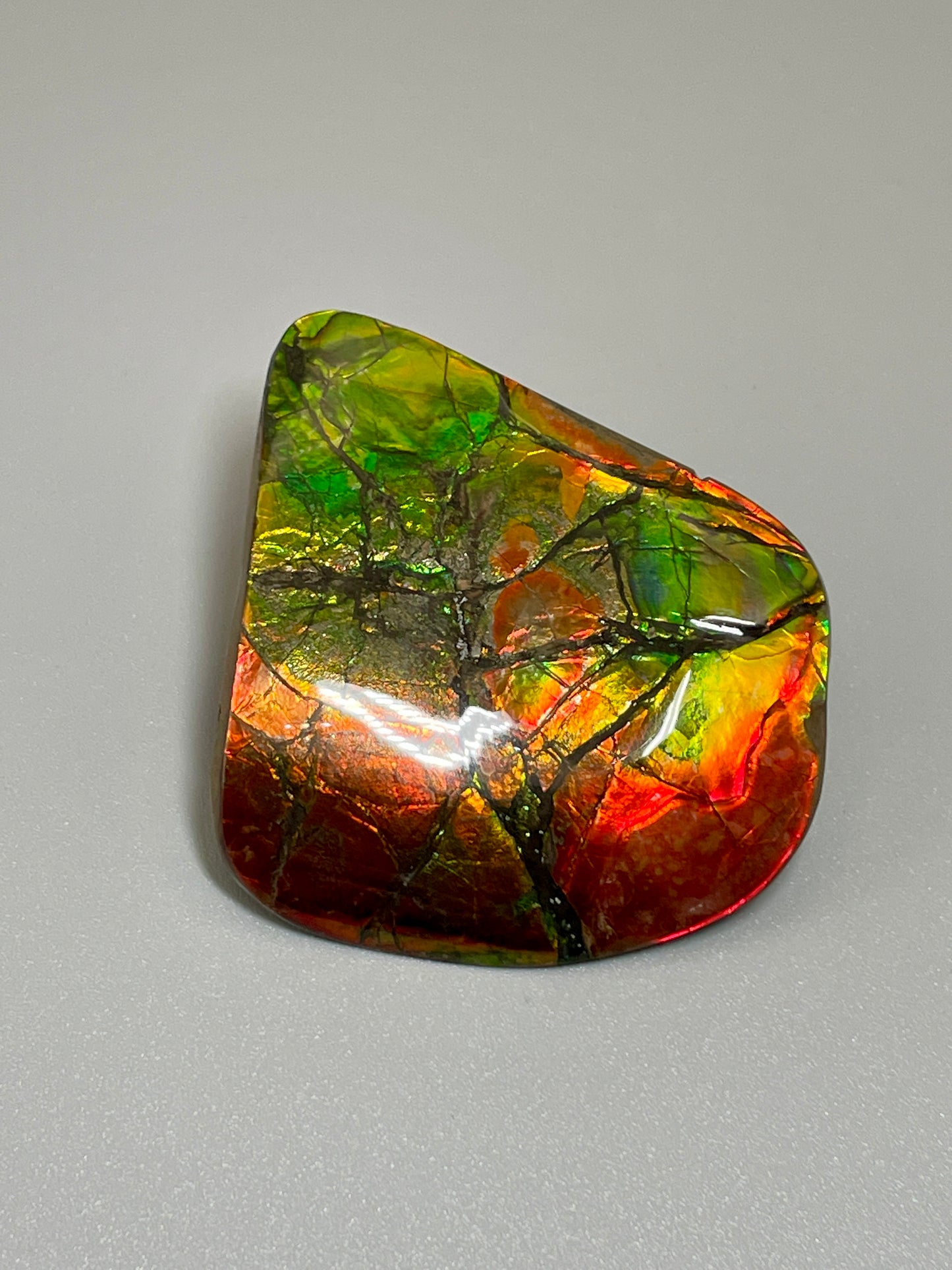 Small Ammolite Display Gold Red Green Canadian Ammonite Fossil TD1015